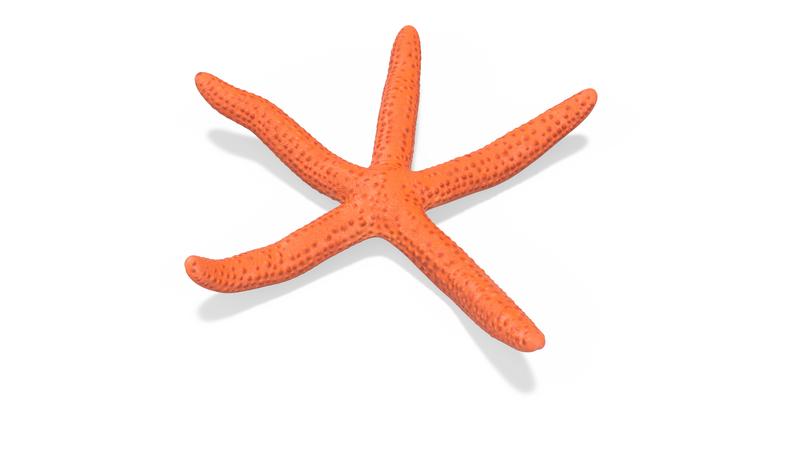3D Red Sea Star Rigged for Cinema 4D model