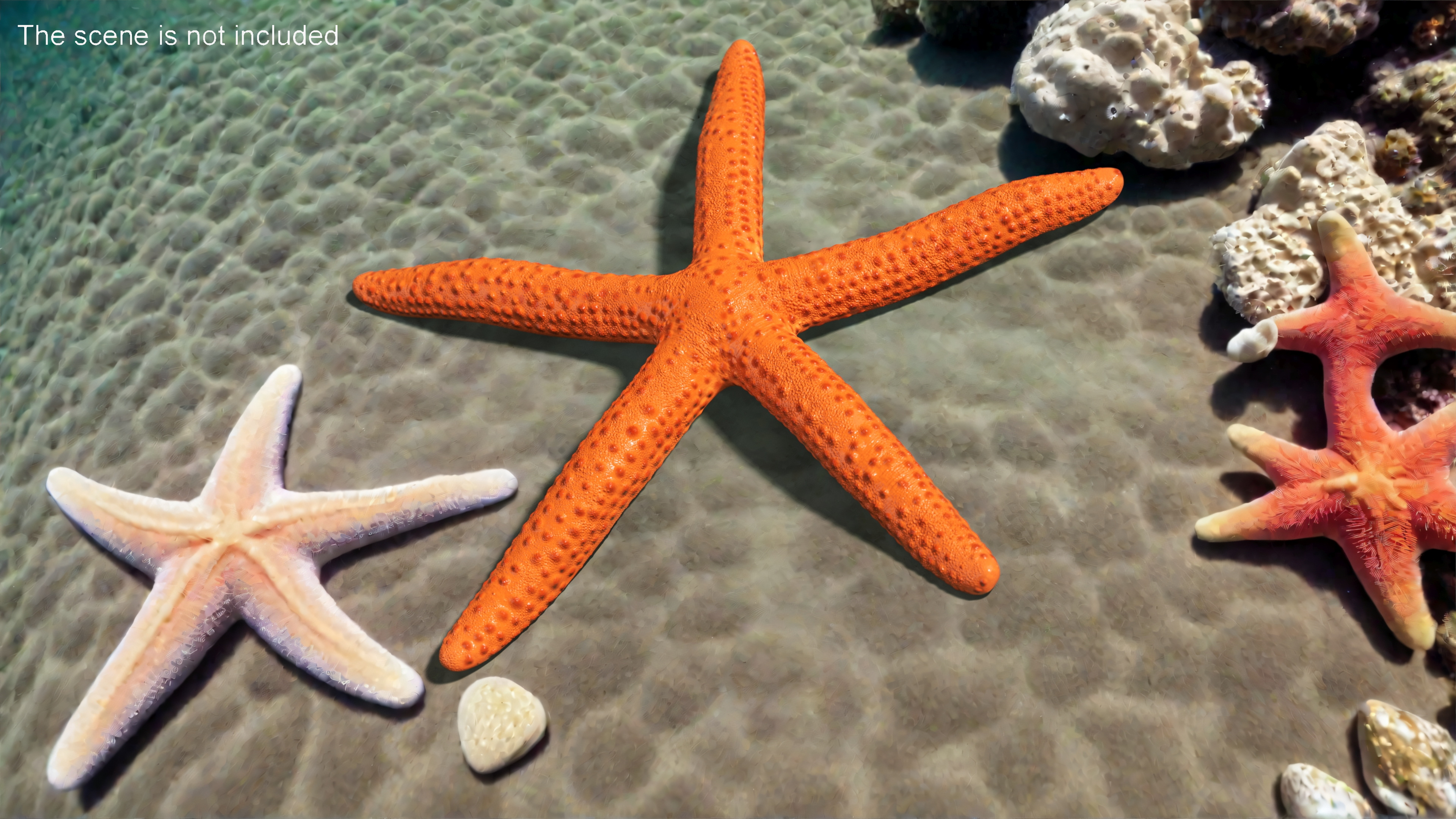 3D Red Sea Star Rigged for Cinema 4D model