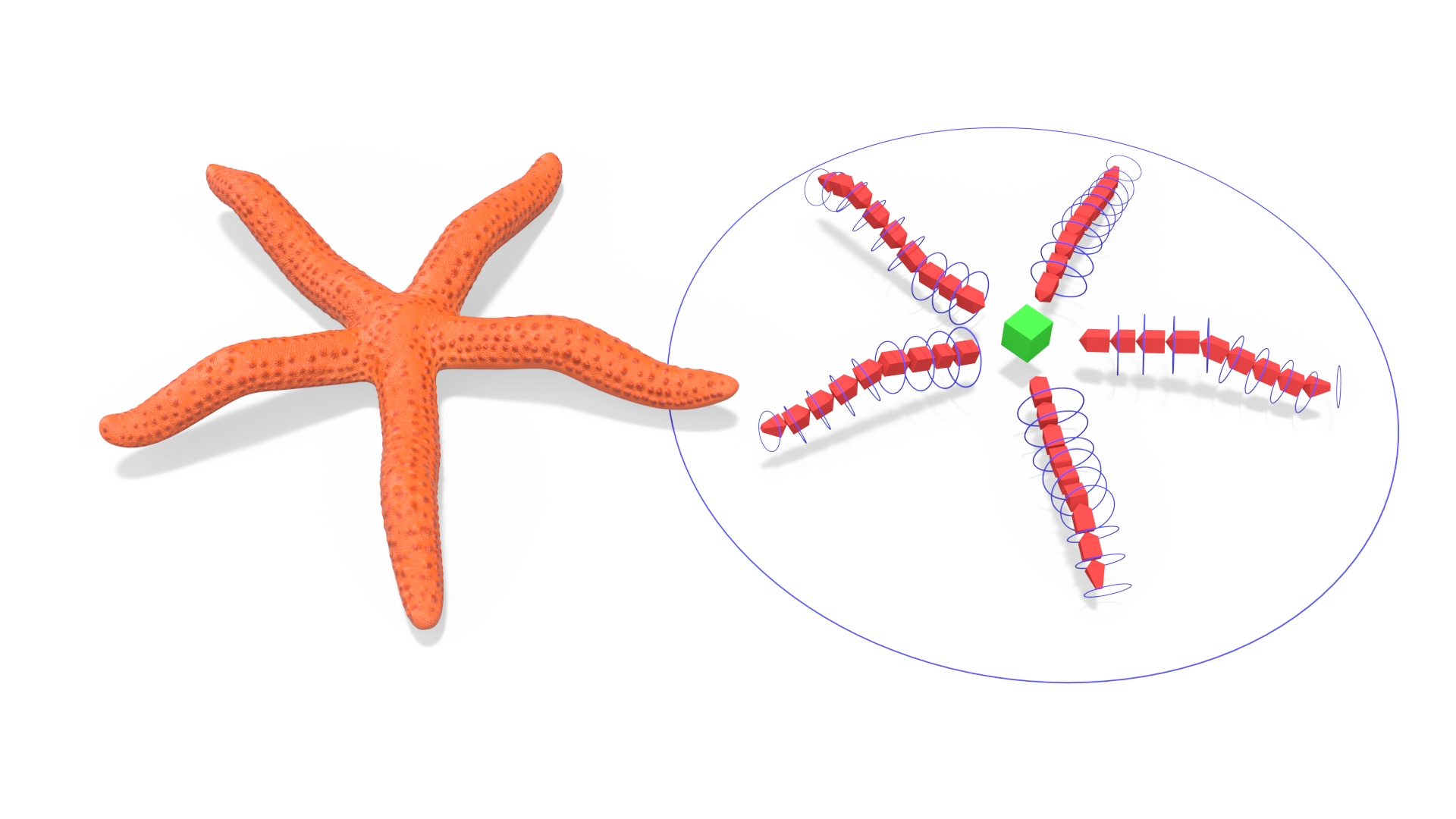 3D Red Sea Star Rigged for Cinema 4D model