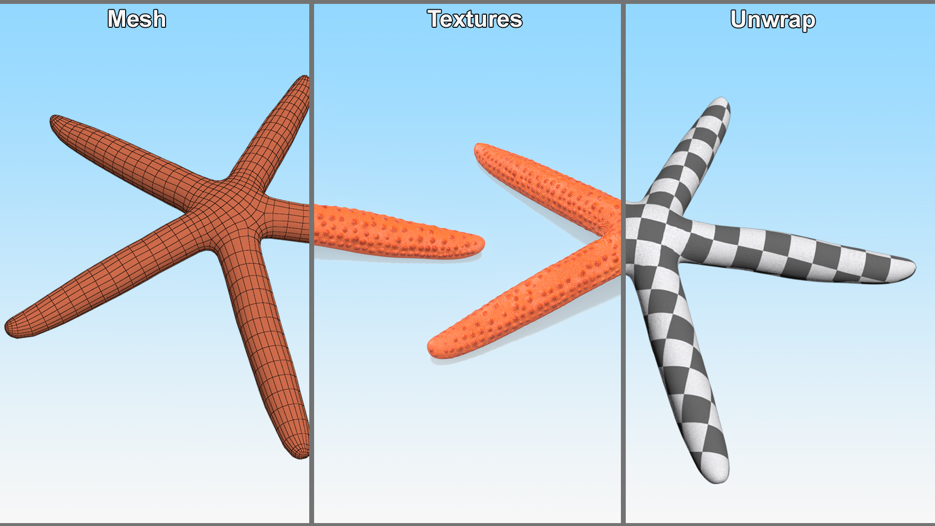 3D Red Sea Star Rigged for Cinema 4D model