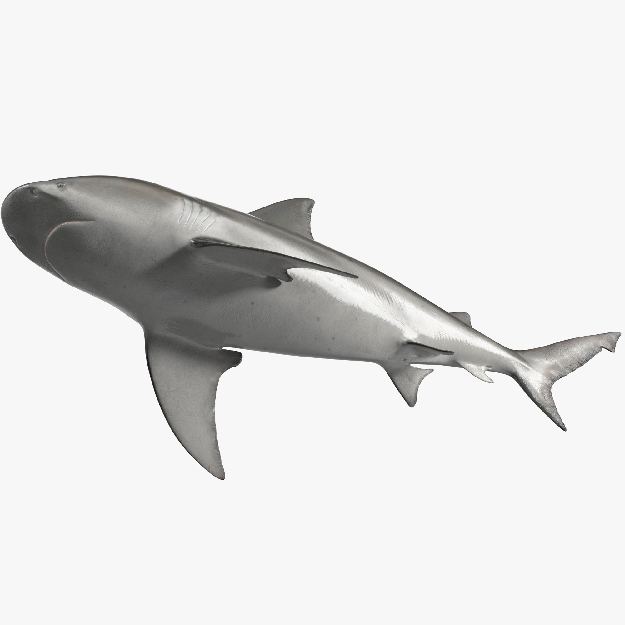 3D Realistic Bull Shark Rigged for Cinema 4D