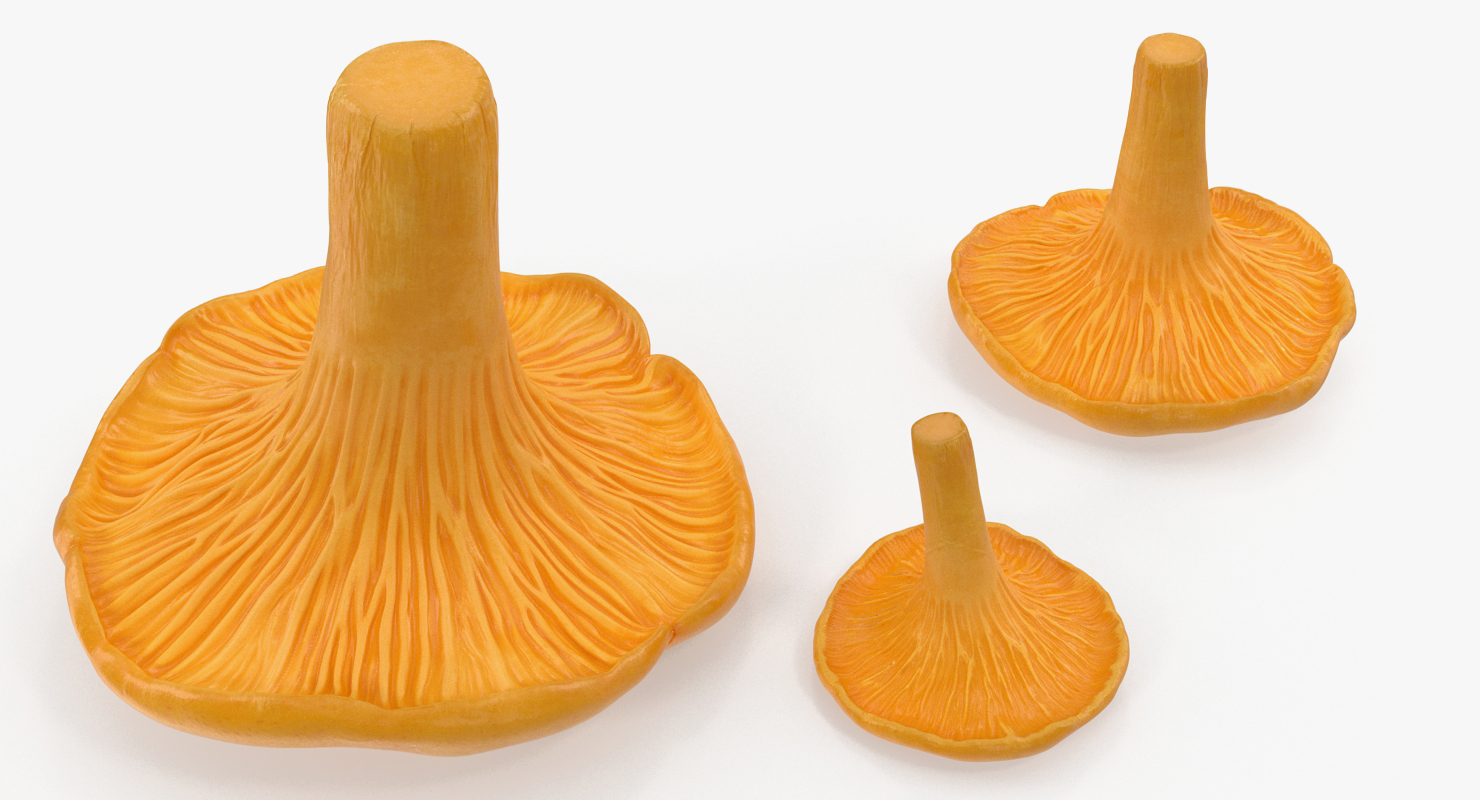 3D model Chanterelle Mushrooms Set