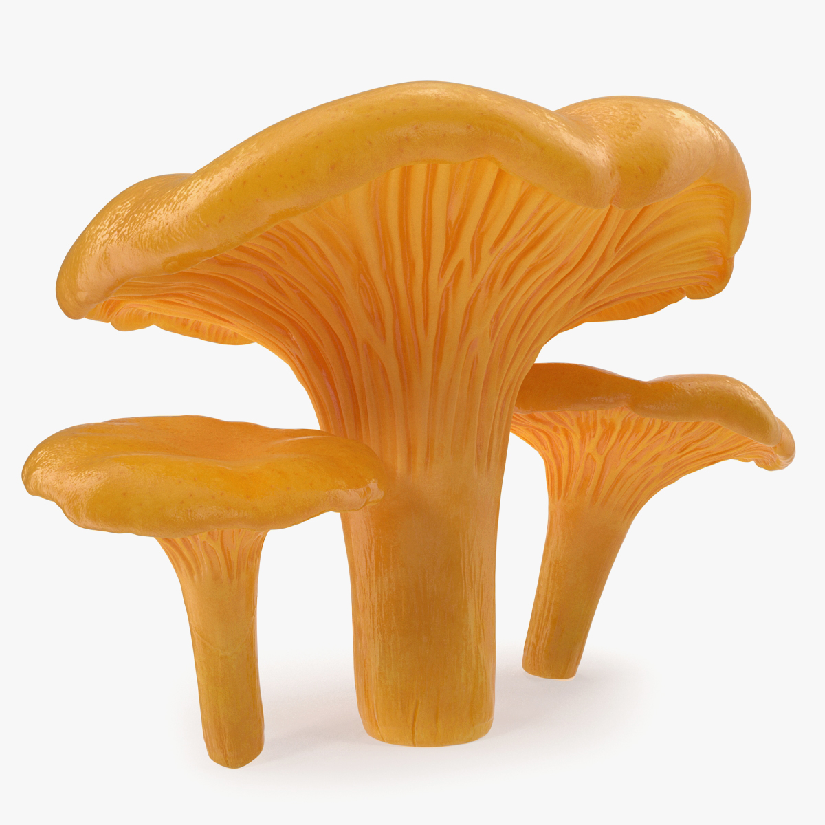 Chanterelle Mushrooms 3D Models Set