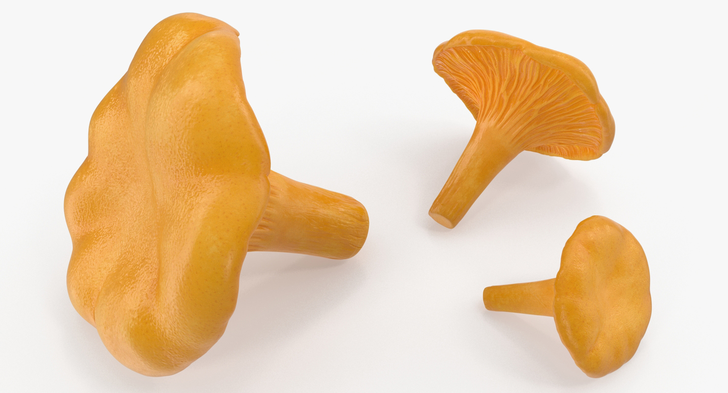 3D model Chanterelle Mushrooms Set