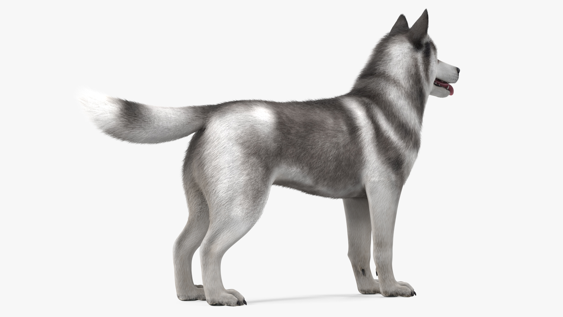 3D model Siberian Husky Gray and White Fur Rigged