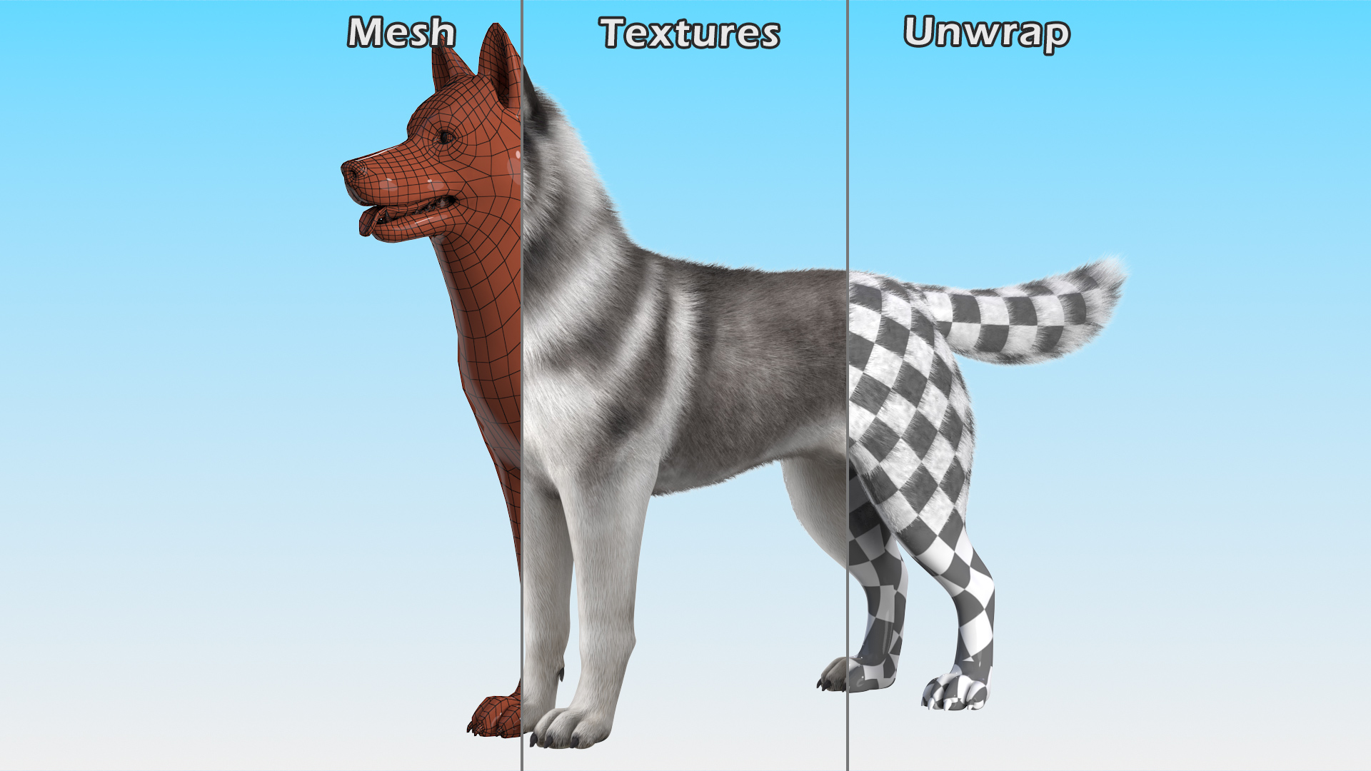 3D model Siberian Husky Gray and White Fur Rigged