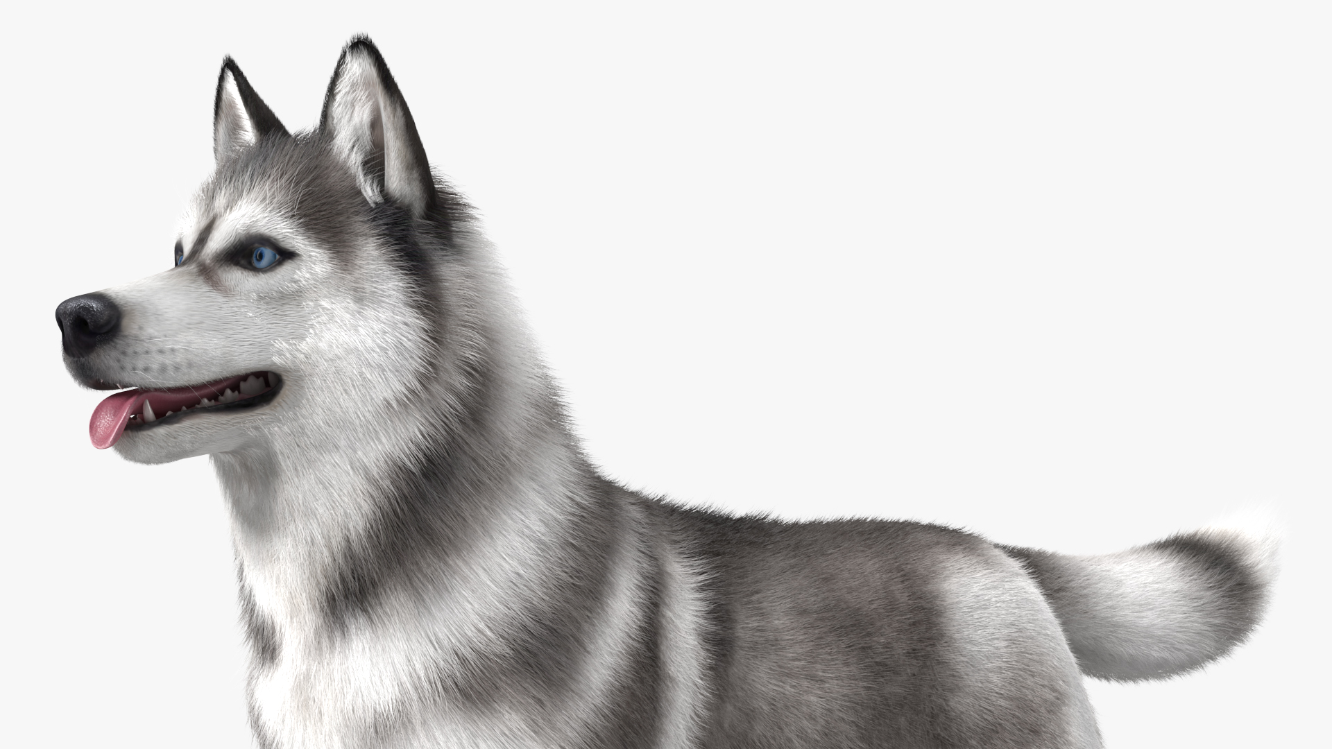 3D model Siberian Husky Gray and White Fur Rigged
