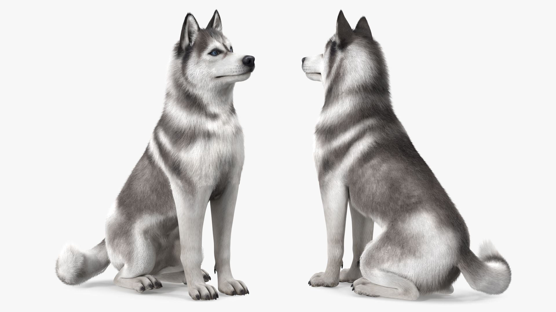 3D model Siberian Husky Gray and White Fur Rigged