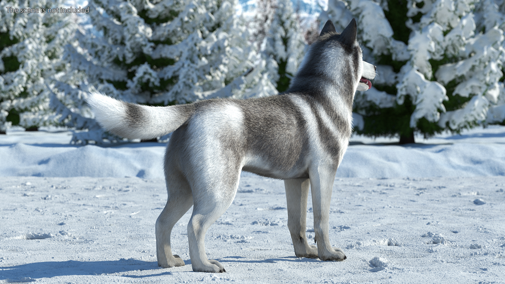 3D model Siberian Husky Gray and White Fur Rigged