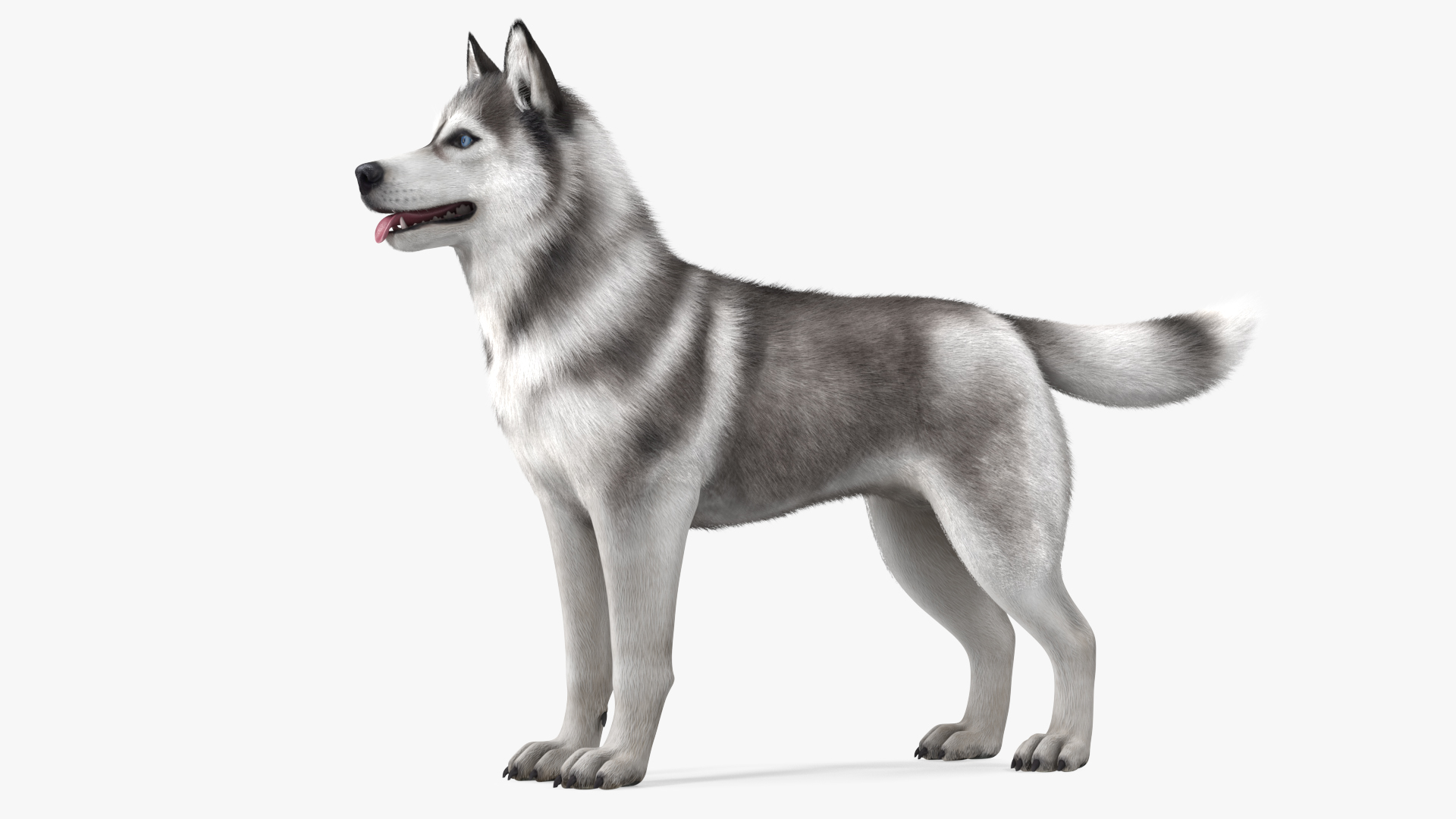 3D model Siberian Husky Gray and White Fur Rigged