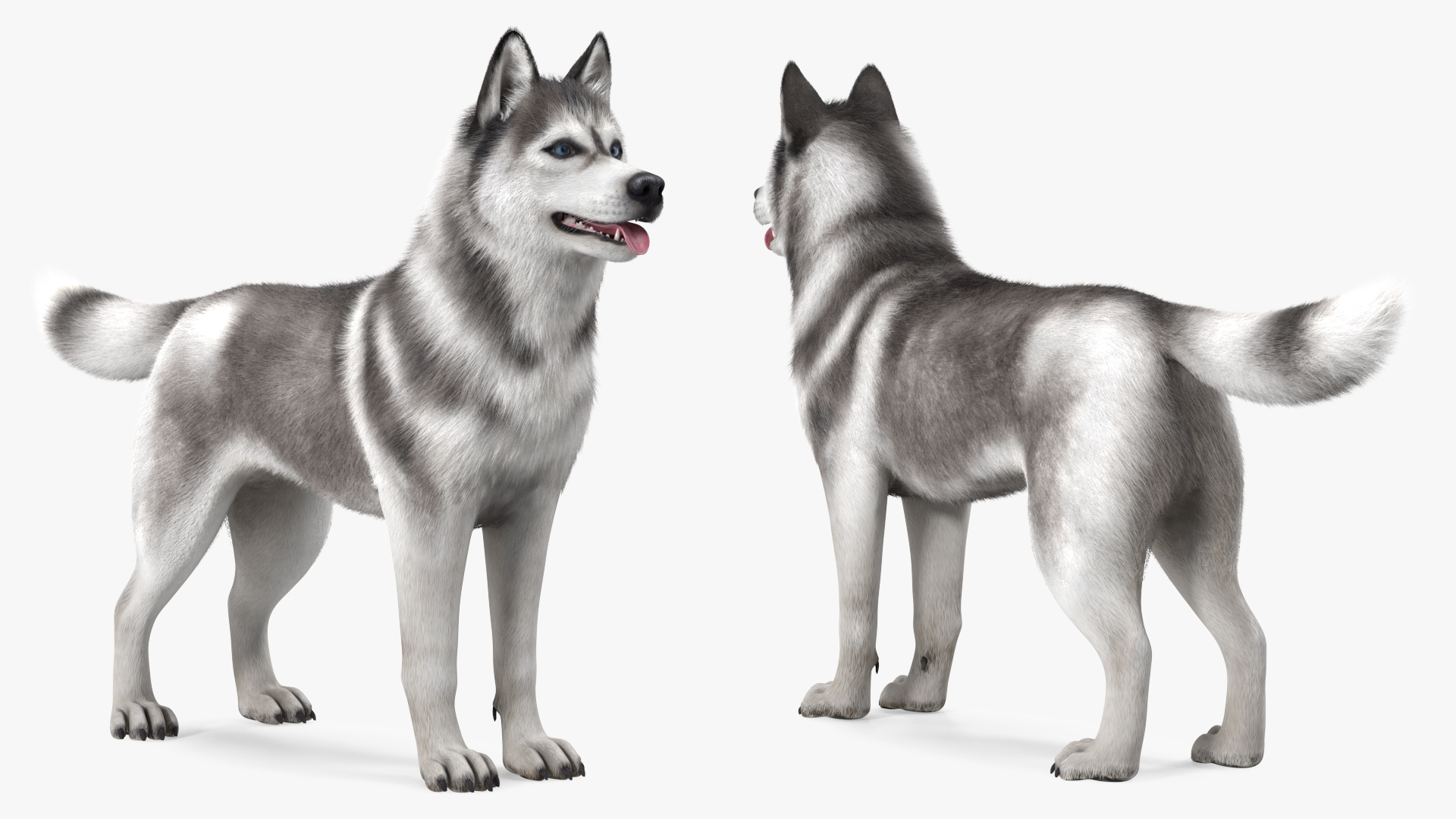 3D model Siberian Husky Gray and White Fur Rigged