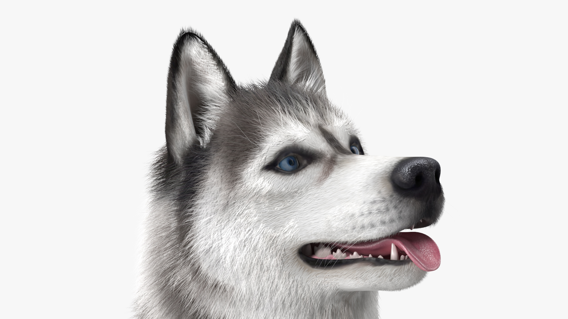3D model Siberian Husky Gray and White Fur Rigged
