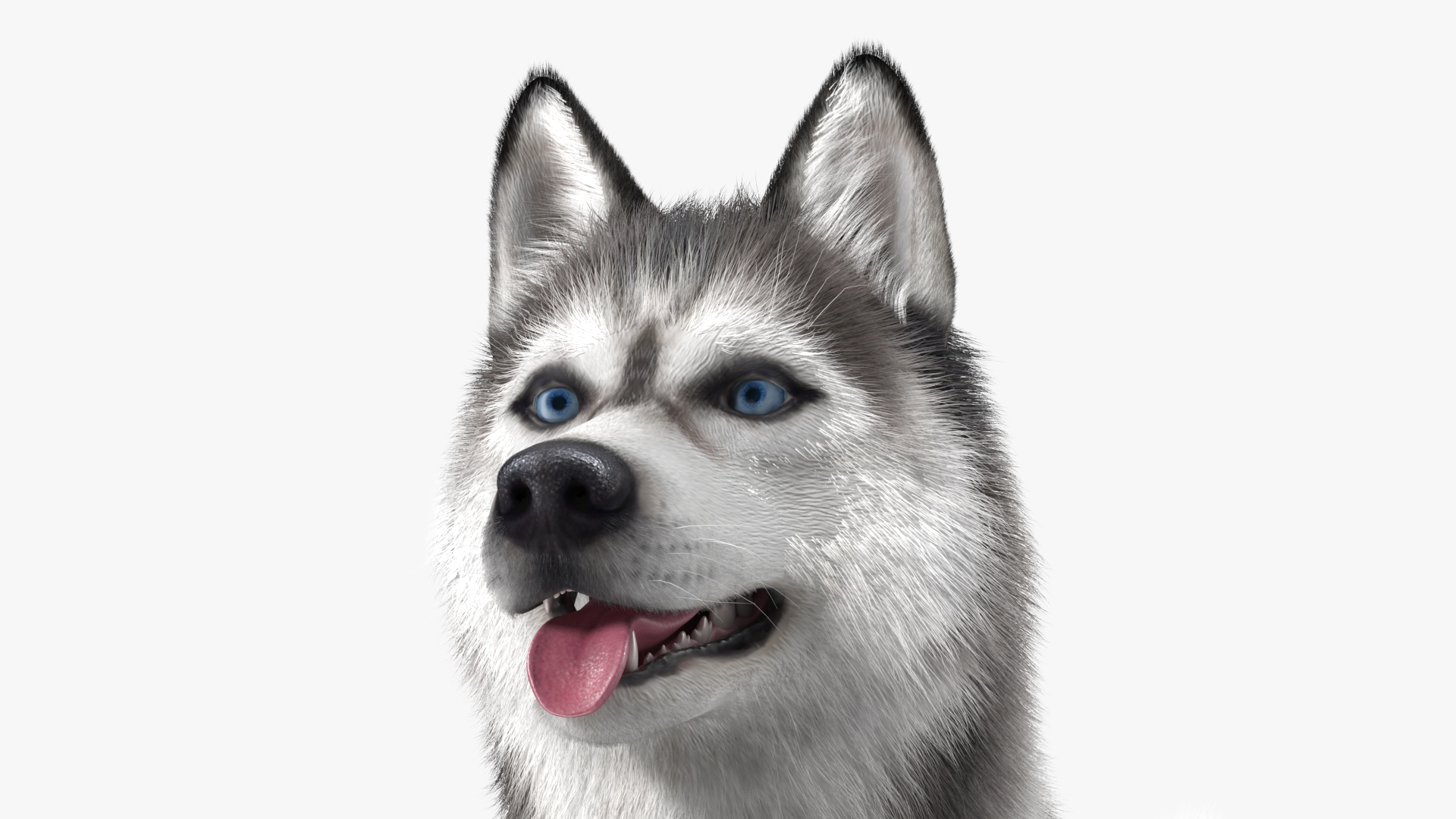 3D model Siberian Husky Gray and White Fur Rigged