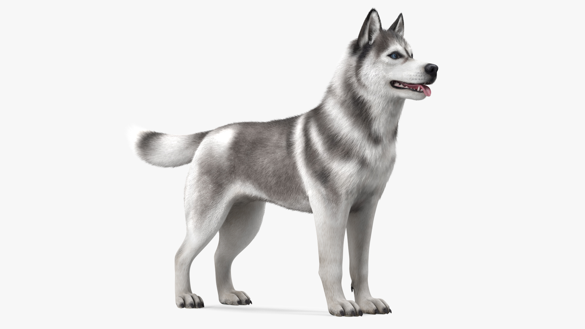 3D model Siberian Husky Gray and White Fur Rigged