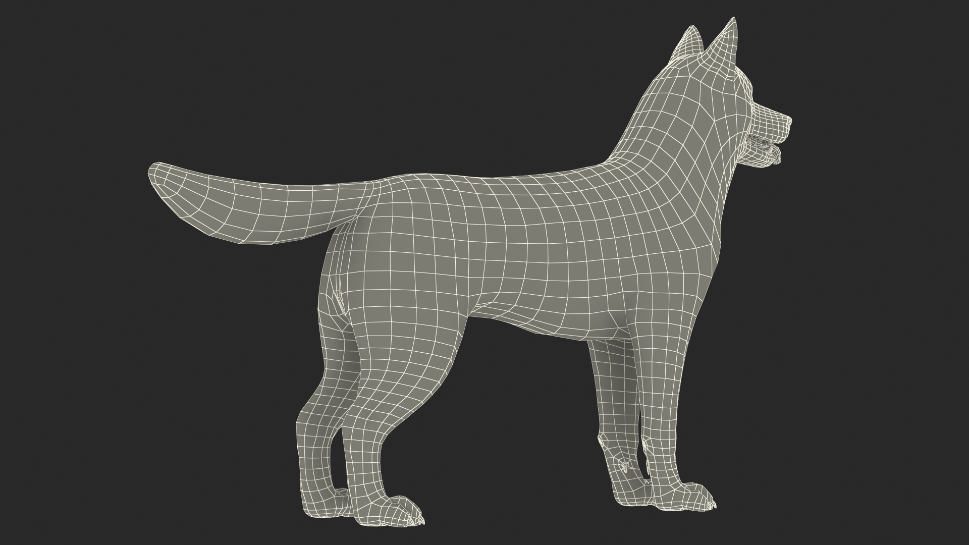 3D model Siberian Husky Gray and White Fur Rigged