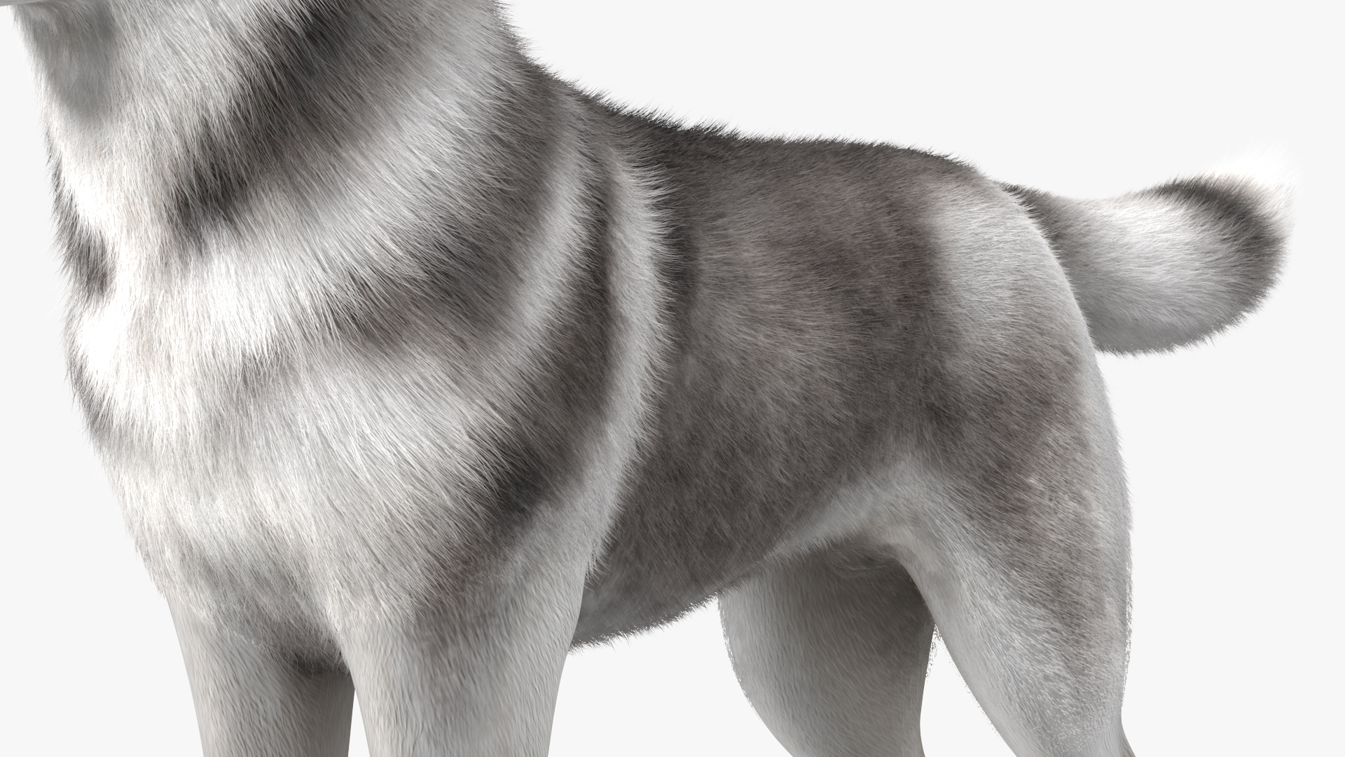 3D model Siberian Husky Gray and White Fur Rigged