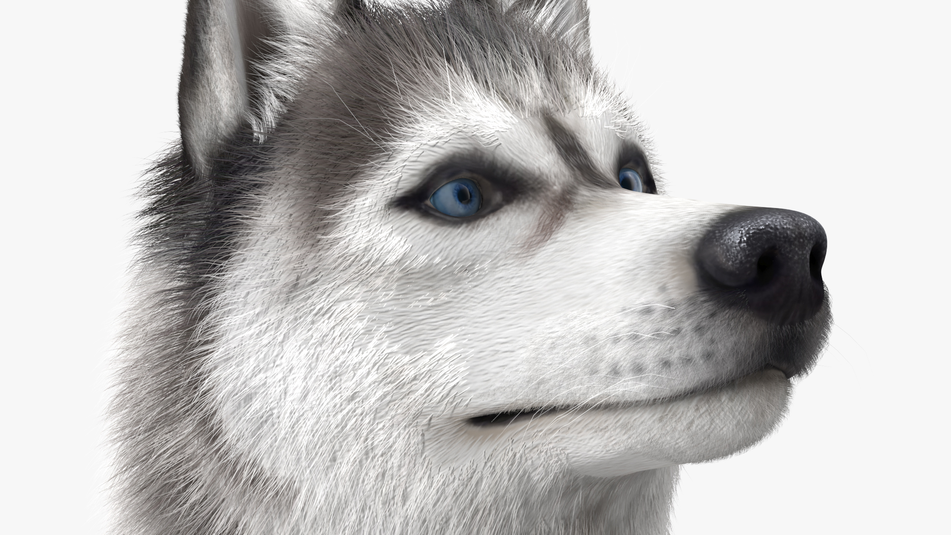 3D model Siberian Husky Gray and White Fur Rigged