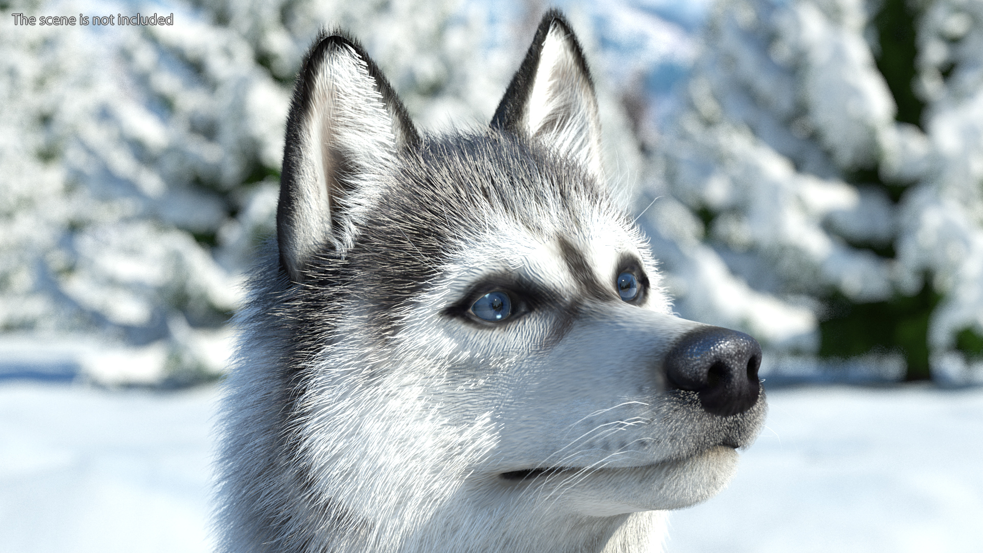3D model Siberian Husky Gray and White Fur Rigged