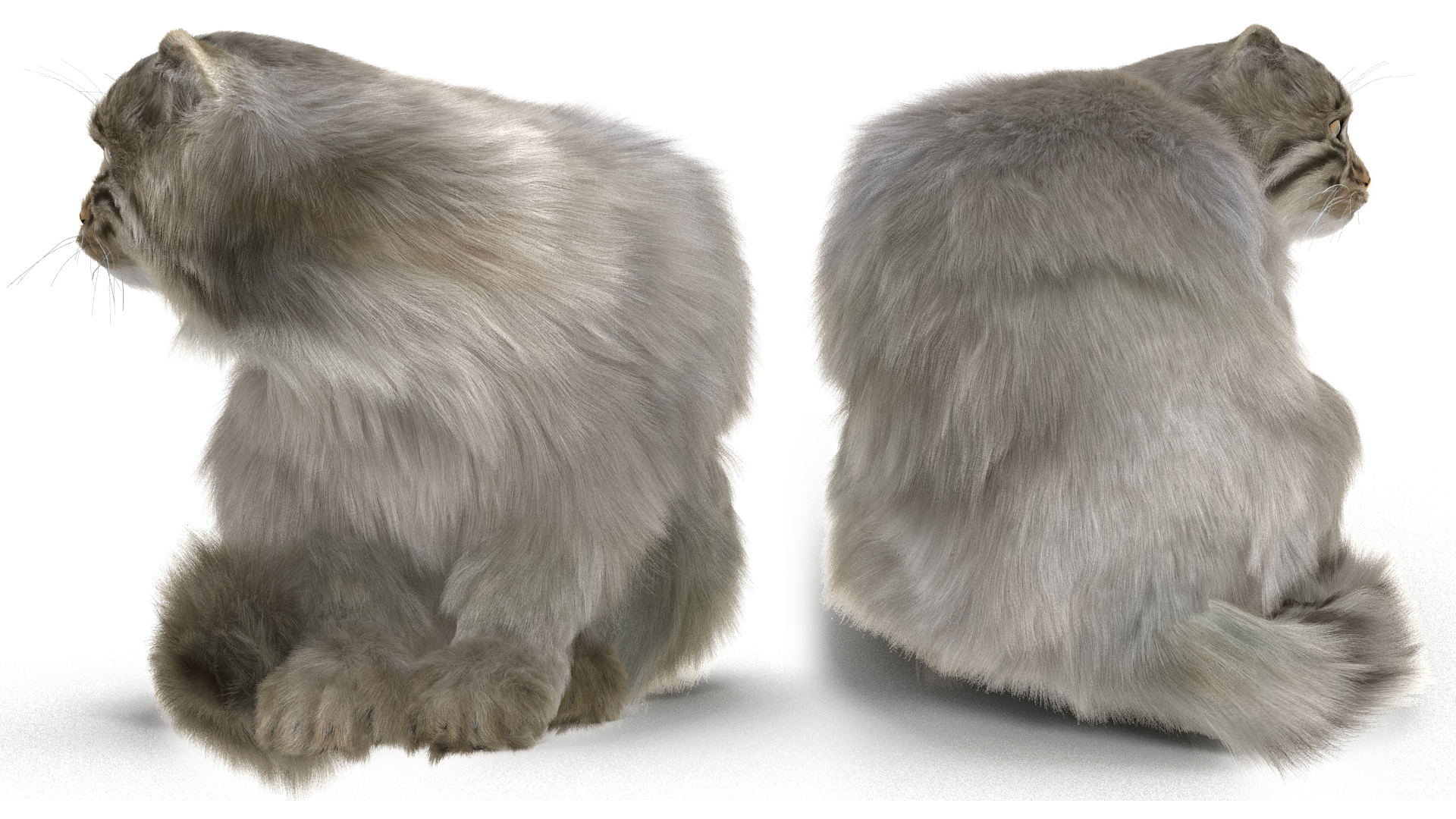 Manul Cat in Sitting Fur 3D model