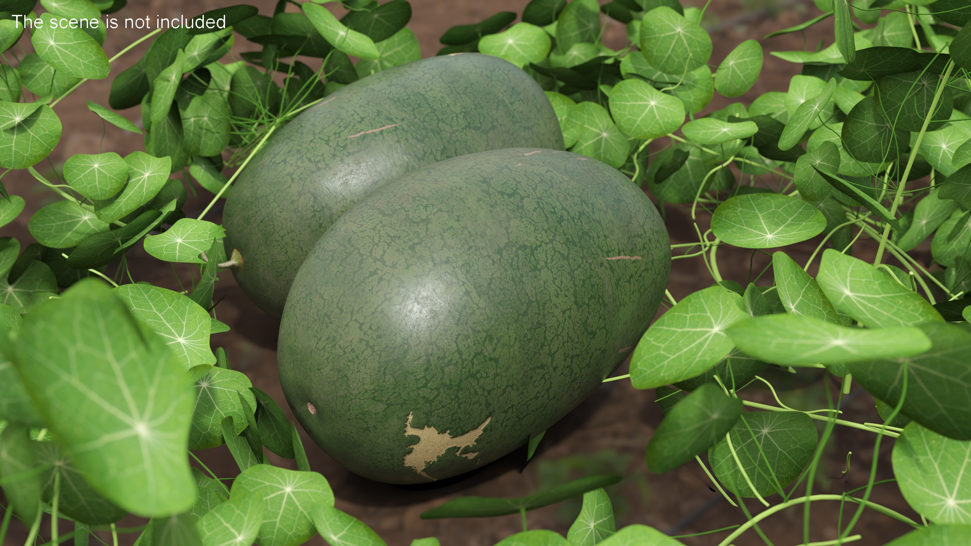 3D Watermelon Dark Green