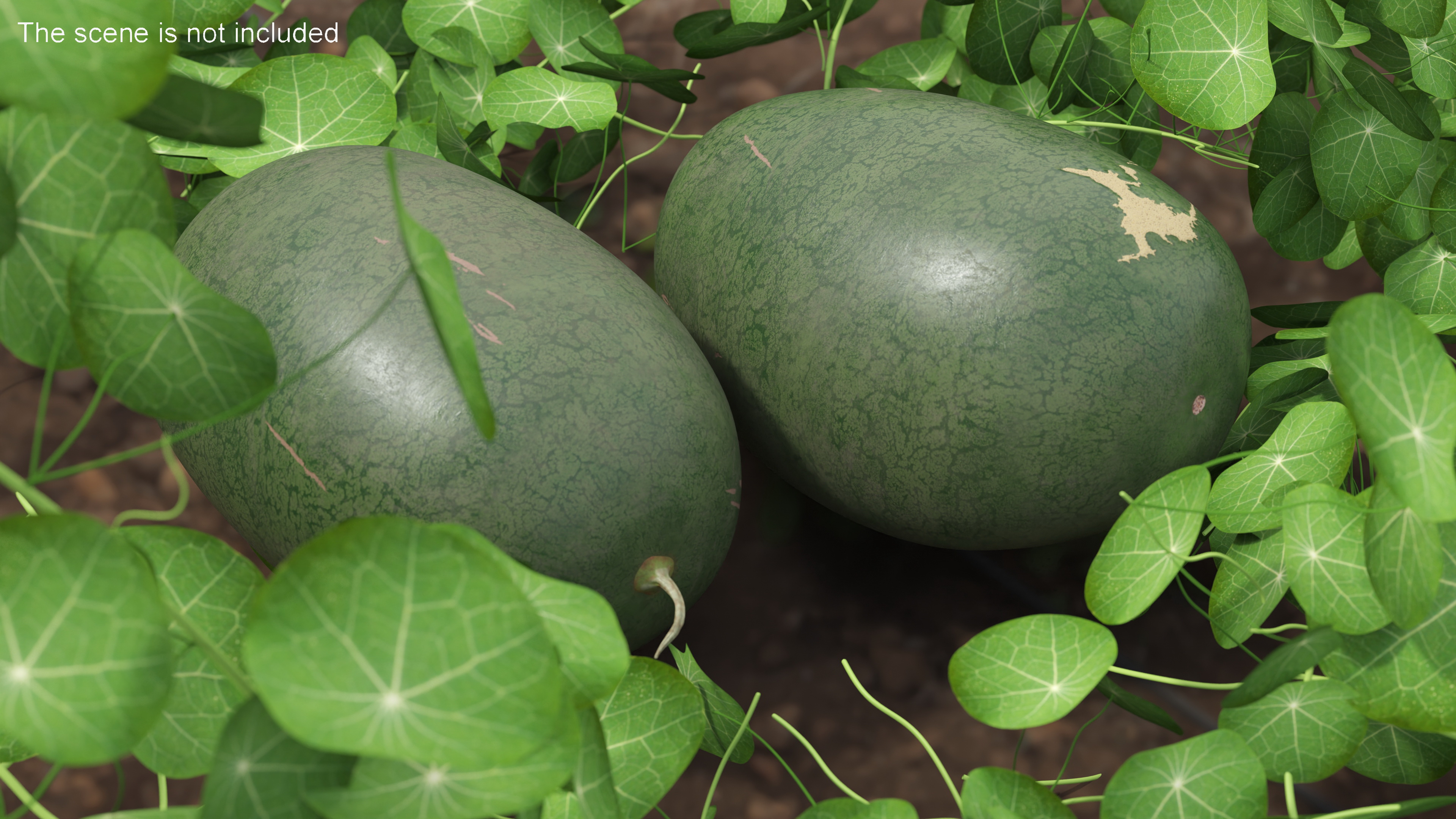 3D Watermelon Dark Green