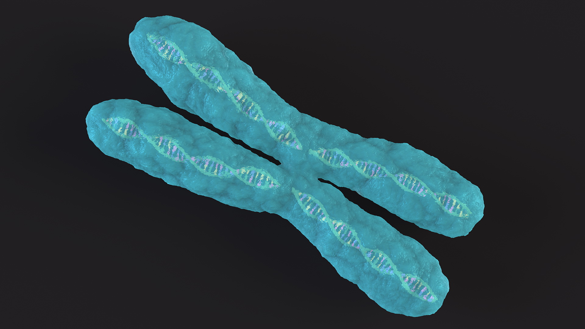 3D Human X Chromosome model