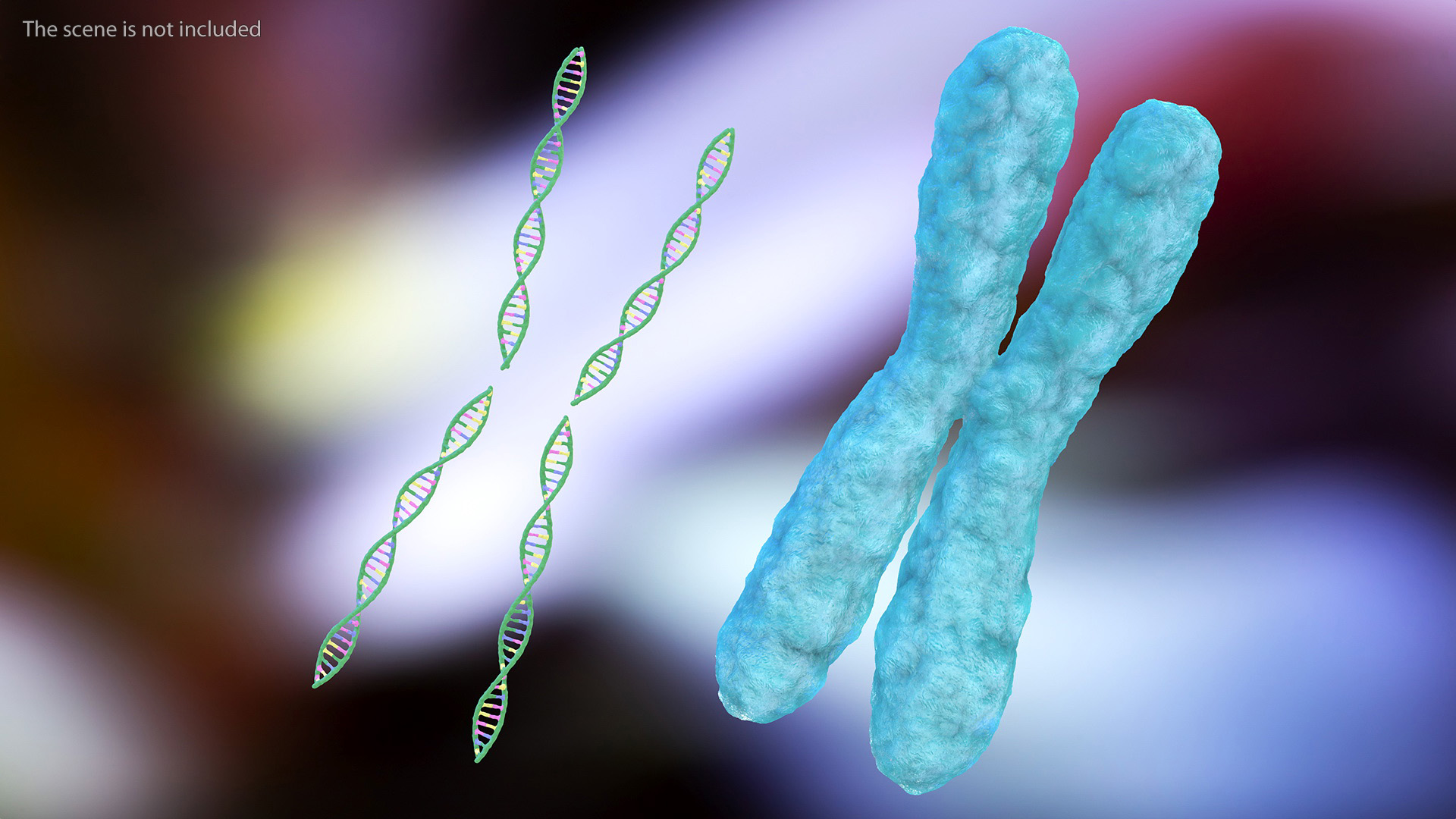 3D Human X Chromosome model