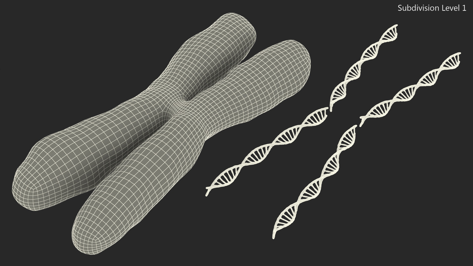3D Human X Chromosome model