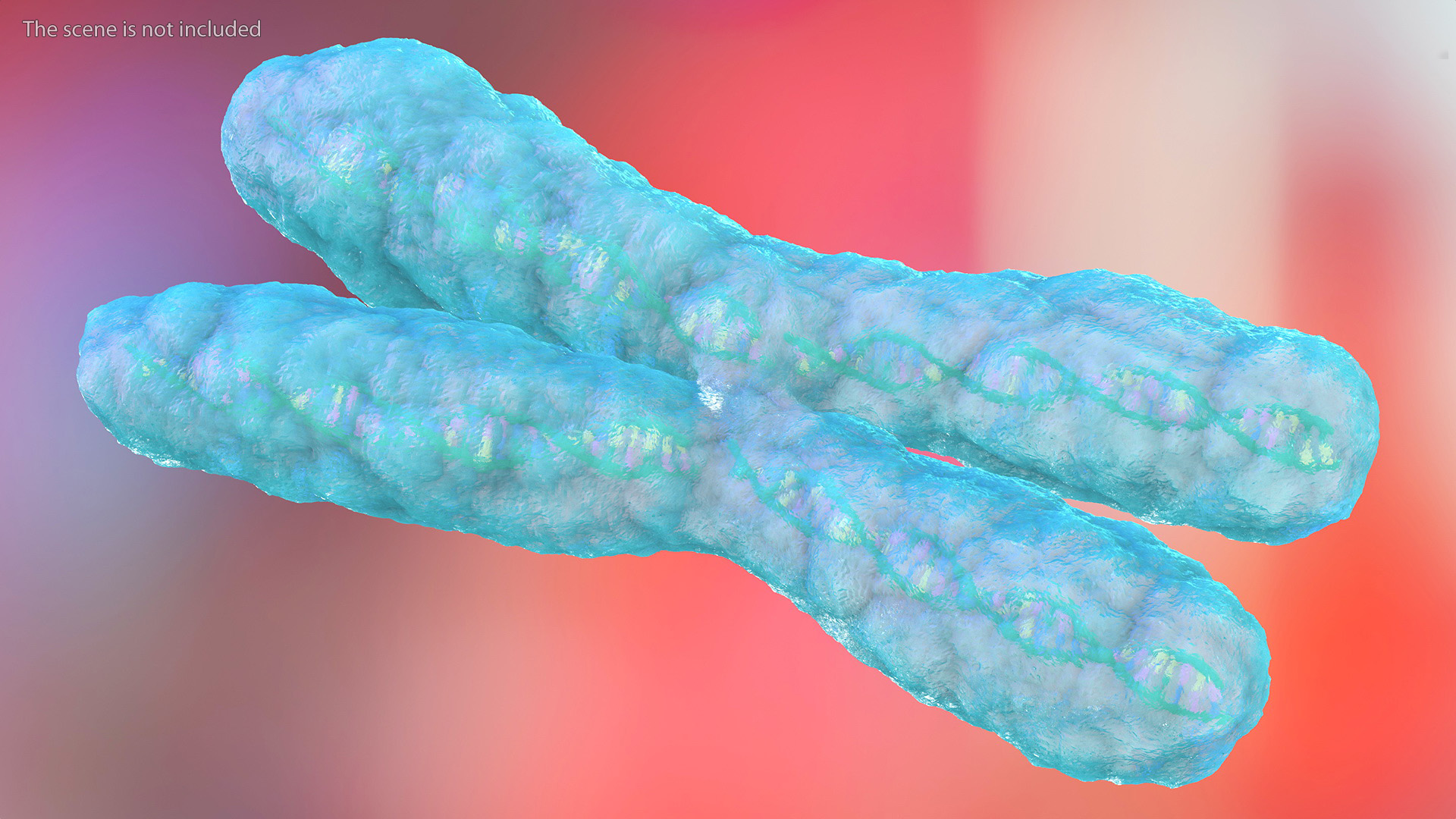 3D Human X Chromosome model
