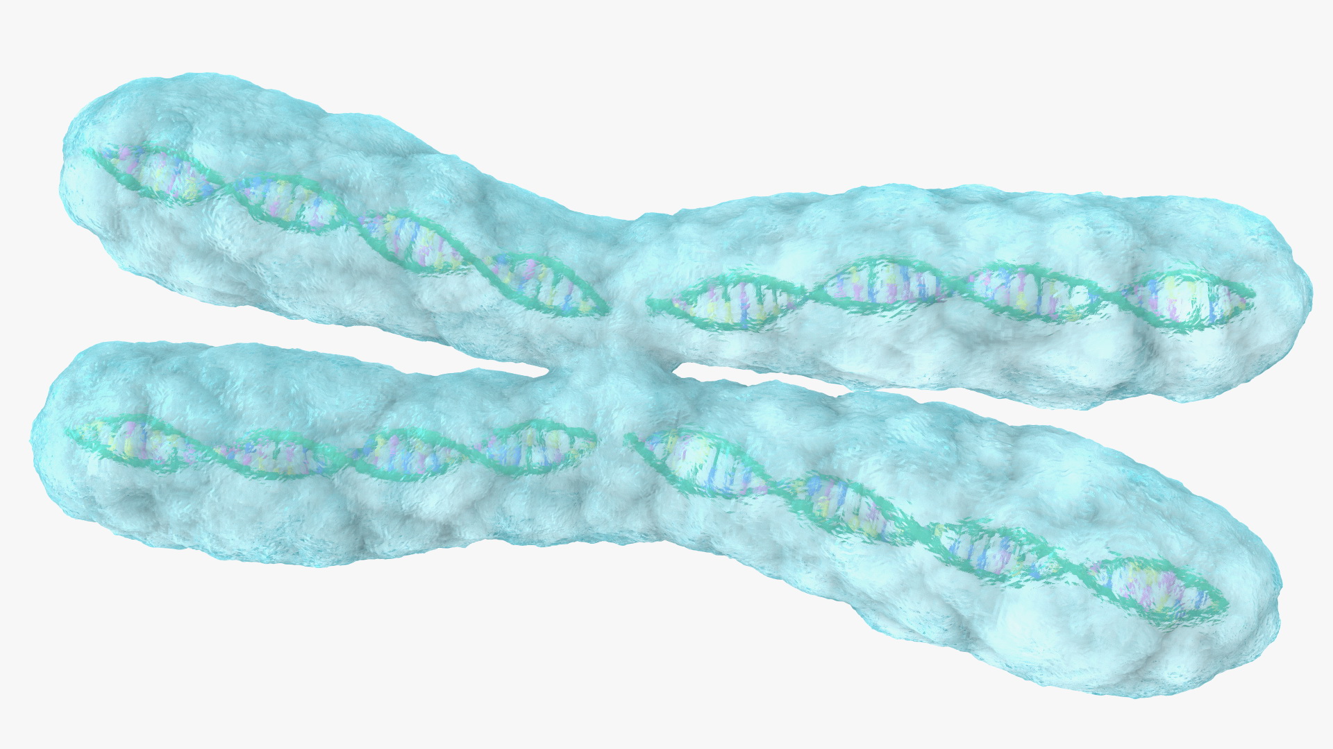 3D Human X Chromosome model