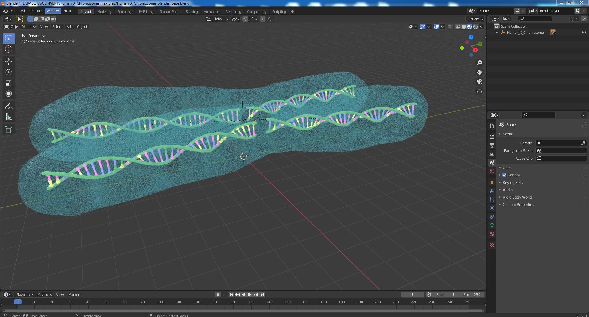 3D Human X Chromosome model