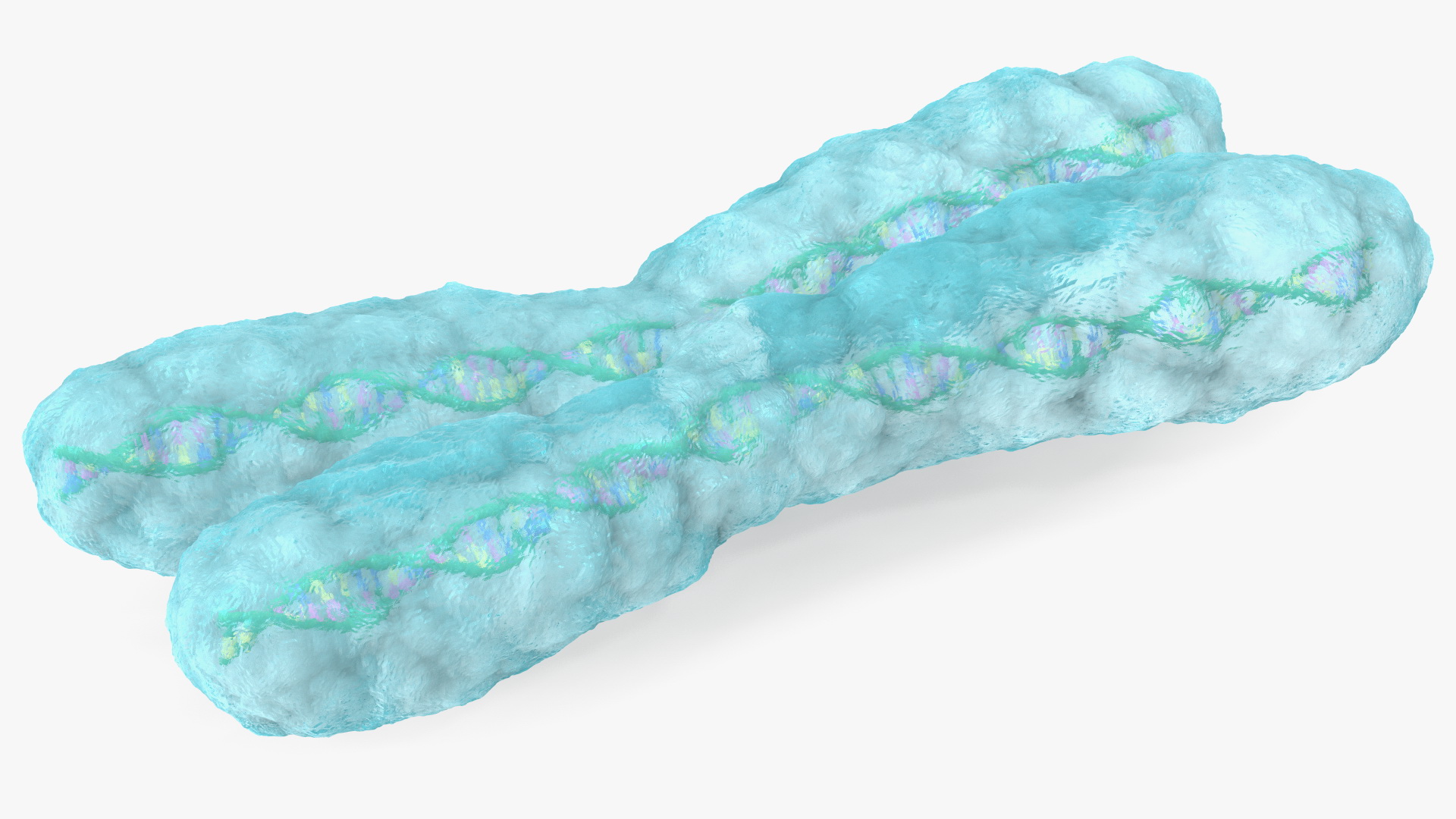 3D Human X Chromosome model