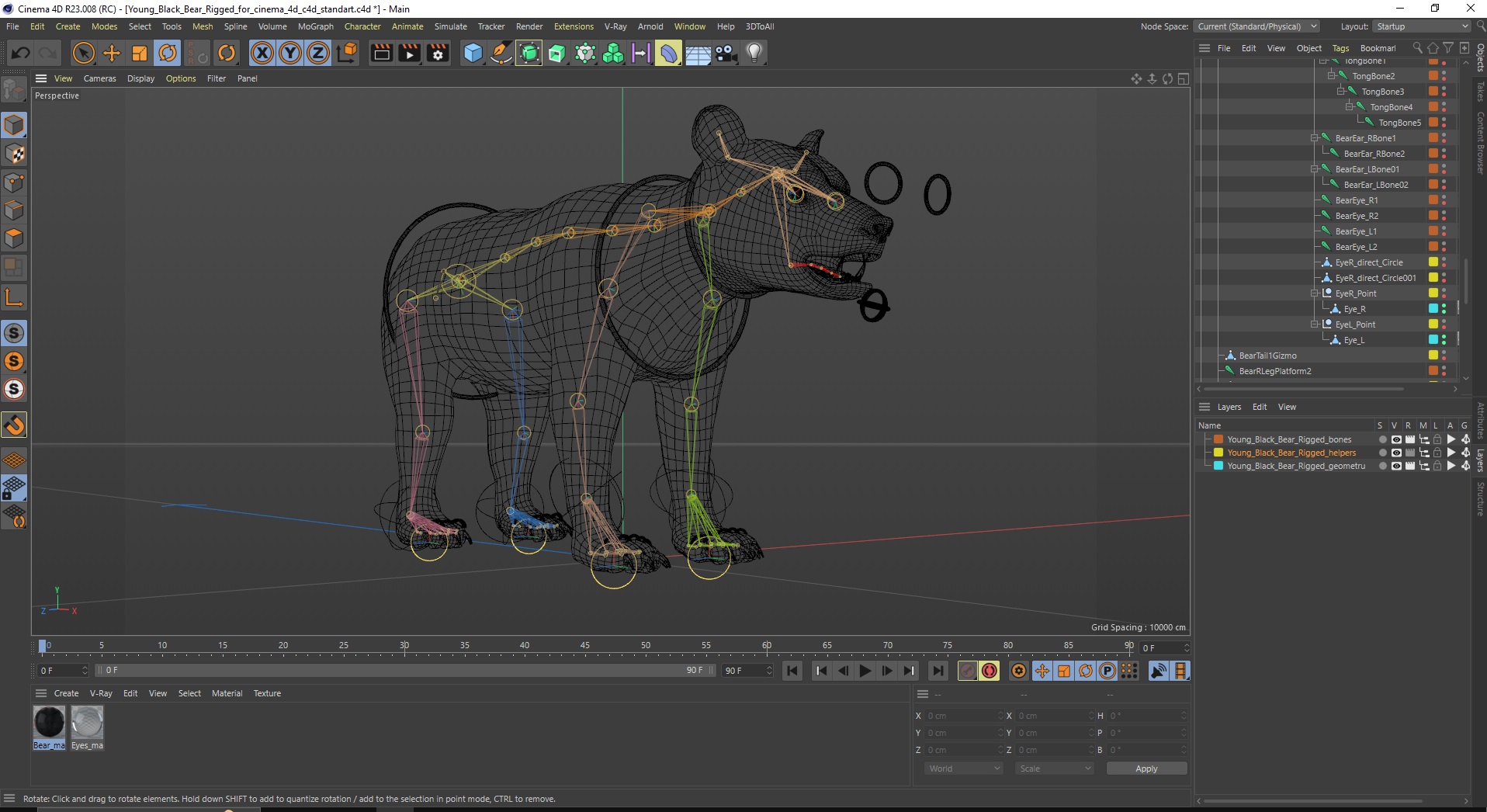 Young Black Bear Rigged for Cinema 4D 3D