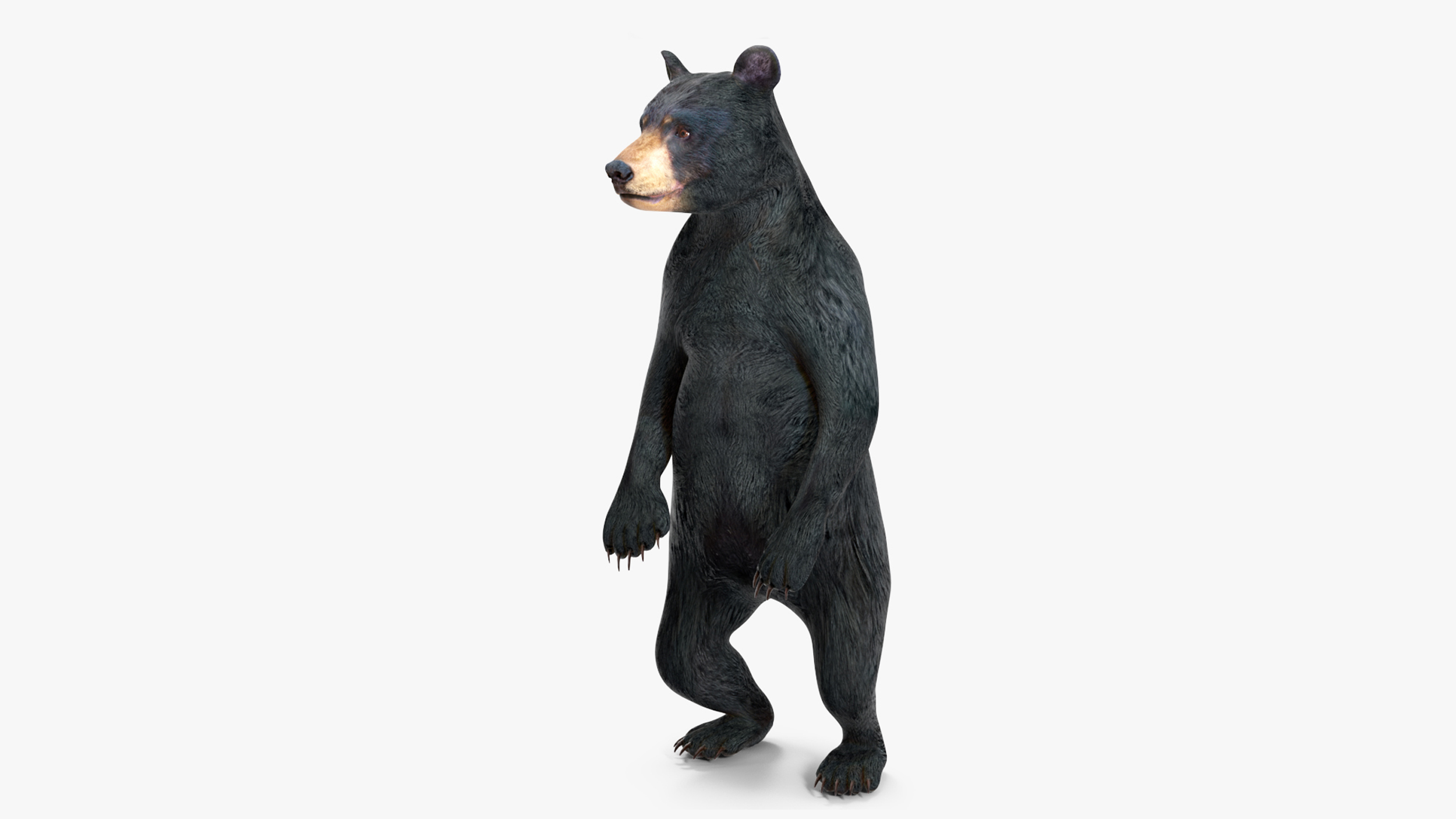 Young Black Bear Rigged for Cinema 4D 3D