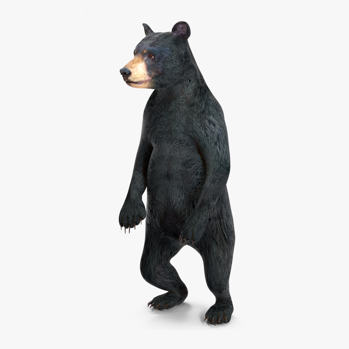 Young Black Bear Rigged for Cinema 4D 3D