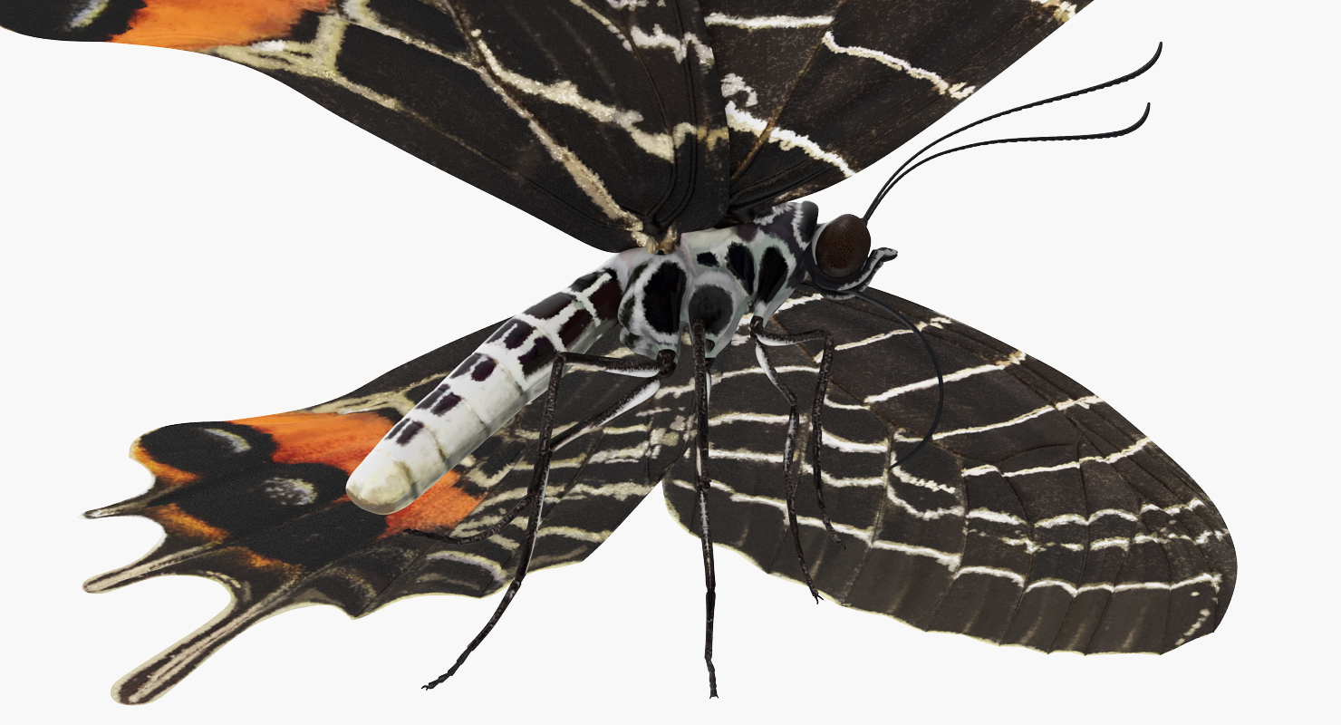 Bhutan Glory Butterfly 3D
