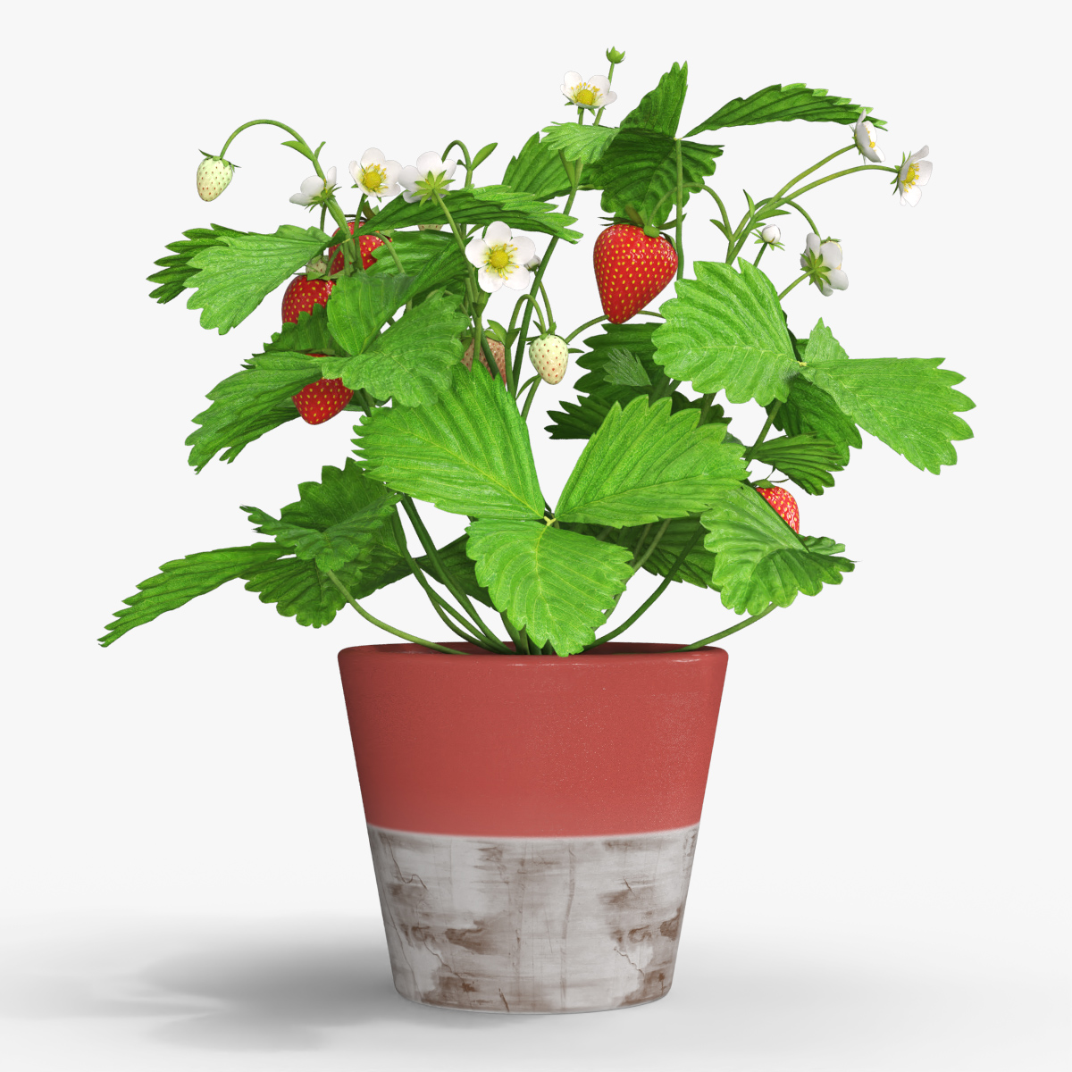 Strawberry Plant with Fruit in Pot