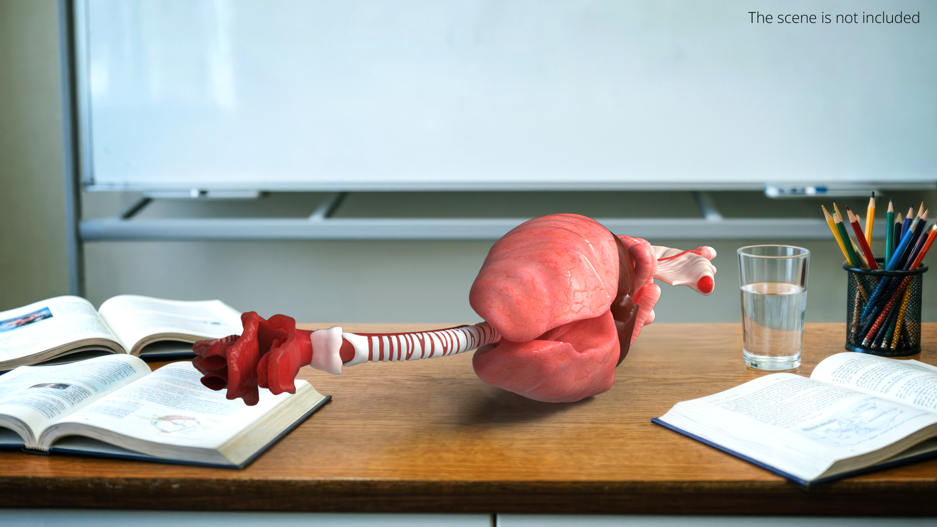Canine Internal Organs Anatomy Model Detailed, view 2