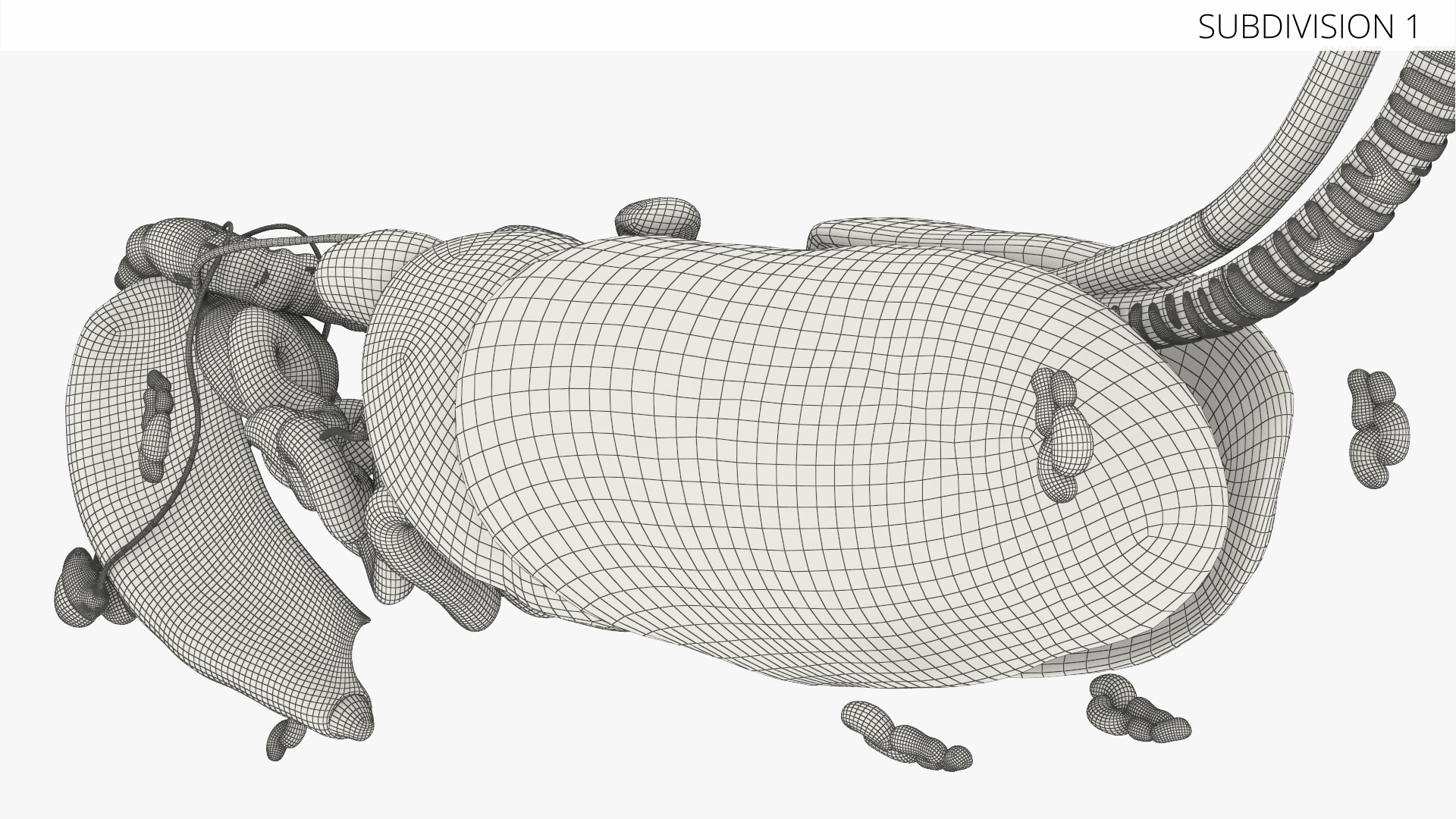 Canine Internal Organs Anatomy Model Detailed, view 6