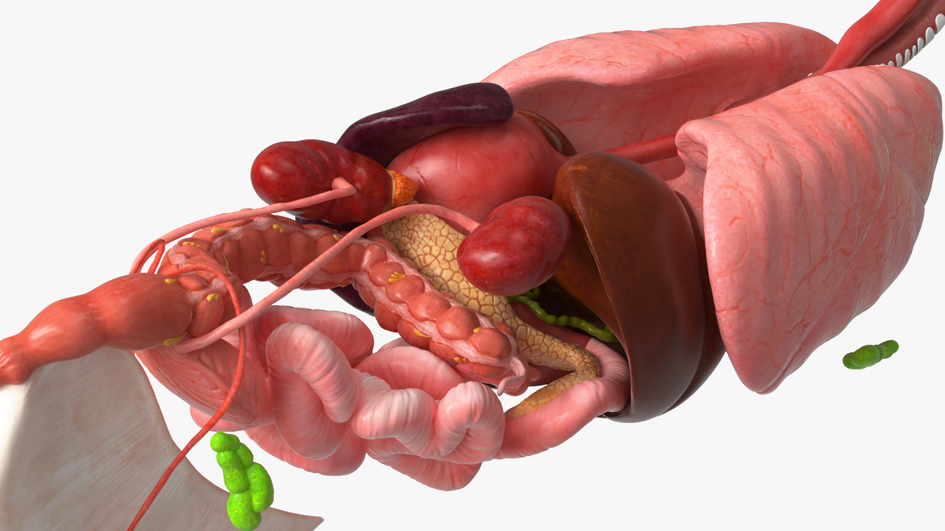 Canine Internal Organs Anatomy Model Detailed, view 3