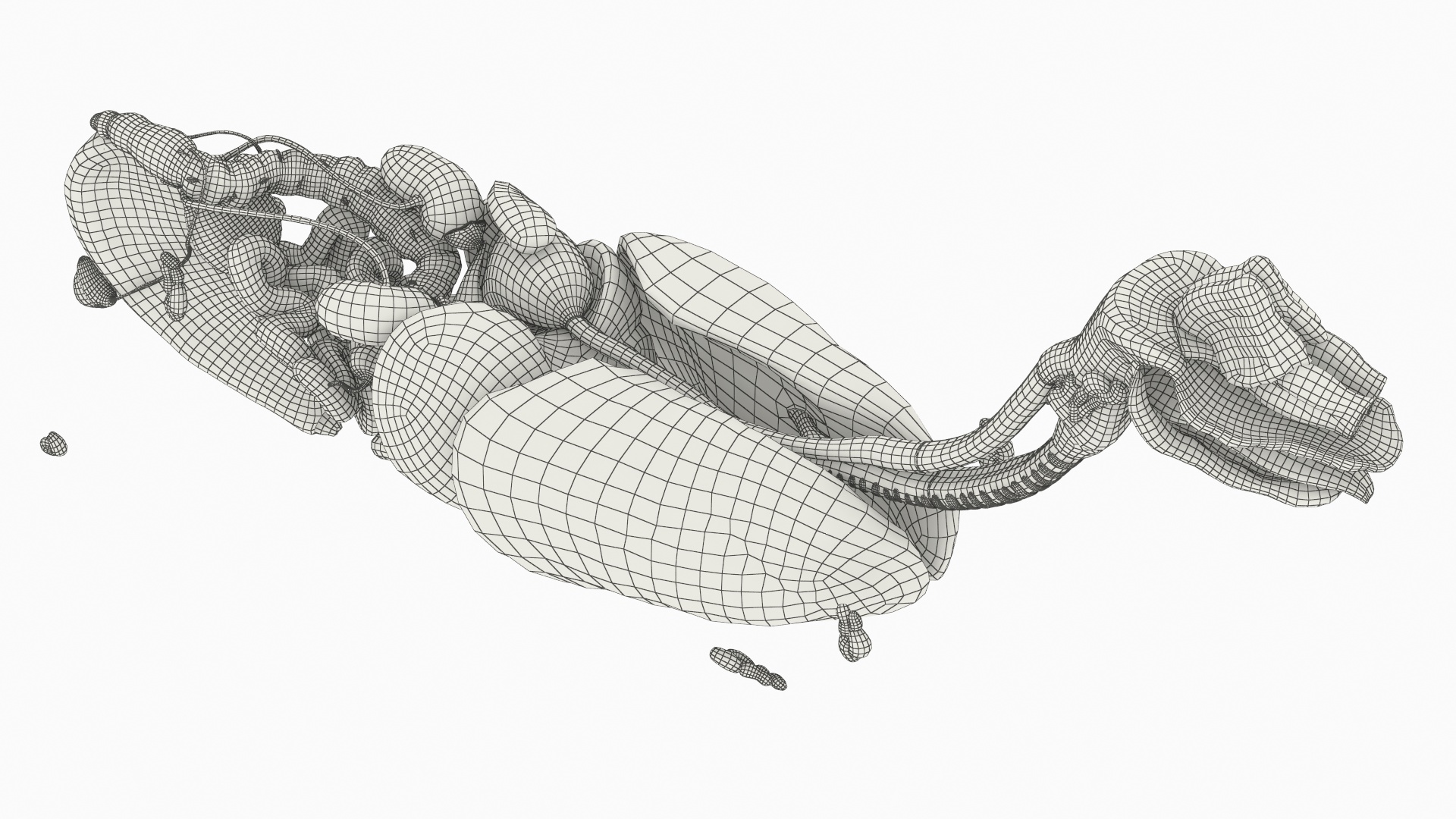 Canine Internal Organs Anatomy Model Detailed, view 7