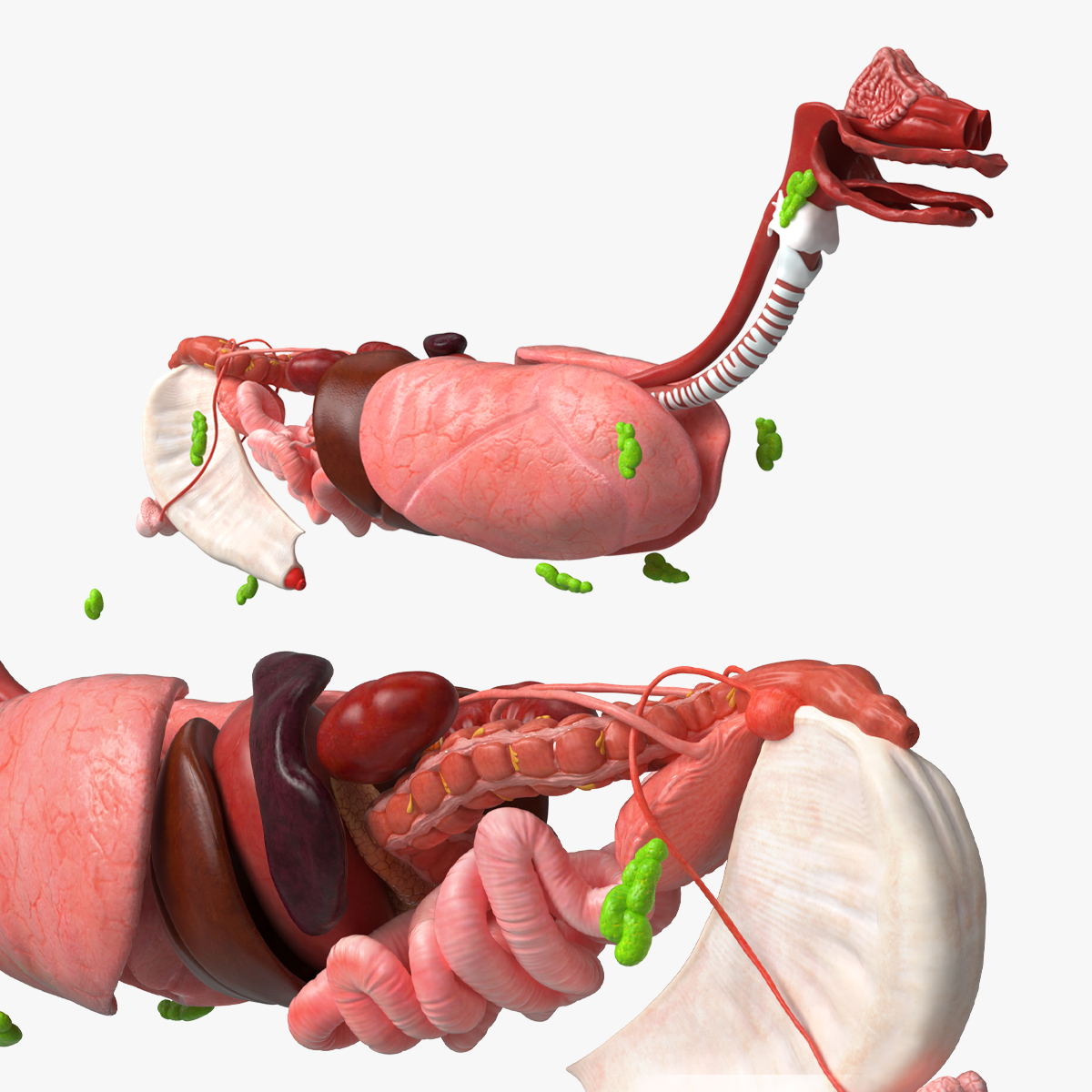 Canine Internal Organs Anatomy Model Detailed