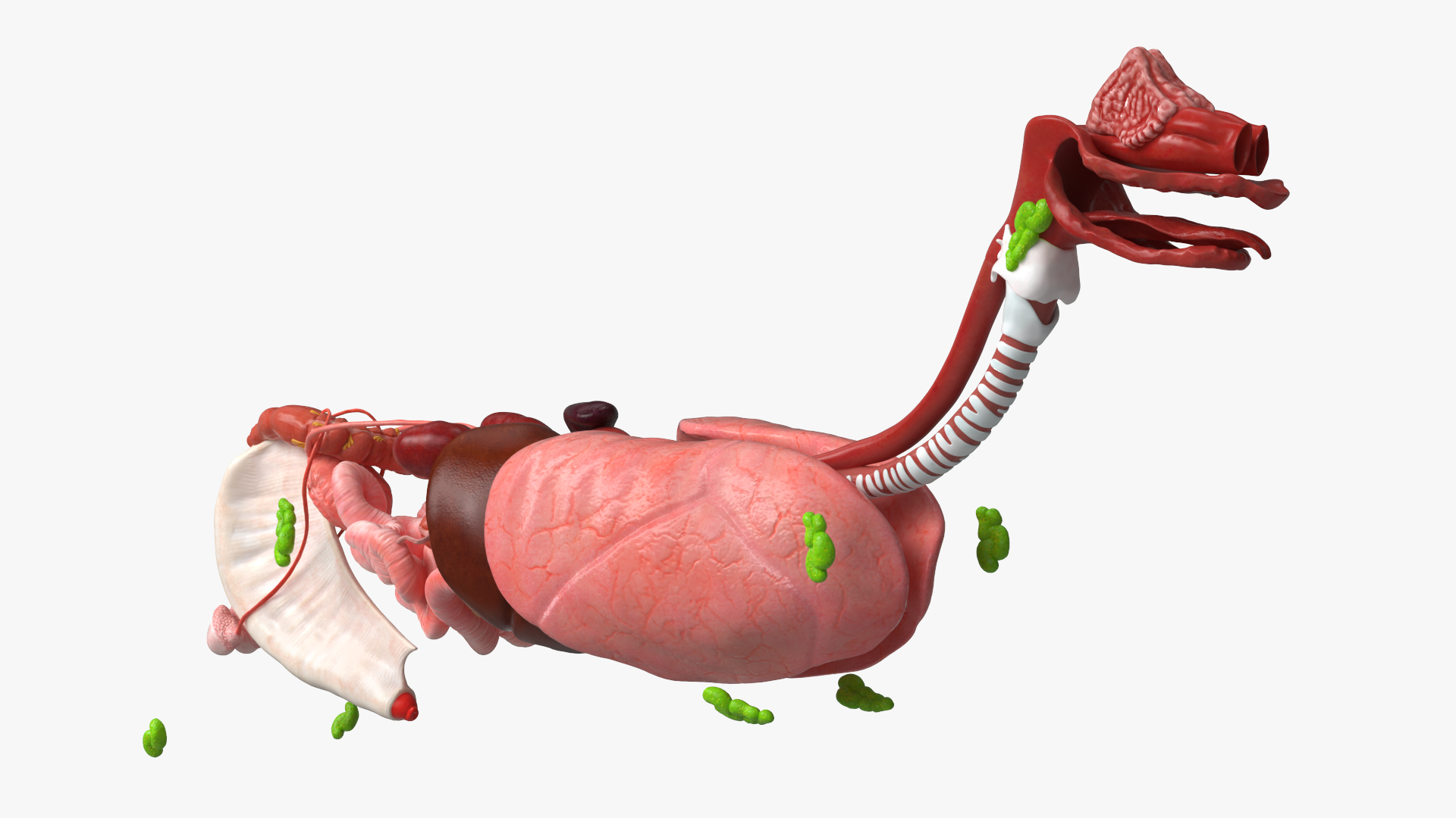 Canine Internal Organs Anatomy Model Detailed