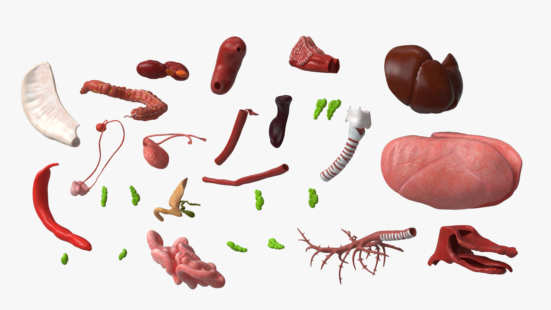 Canine Internal Organs Anatomy Model Detailed, view 4