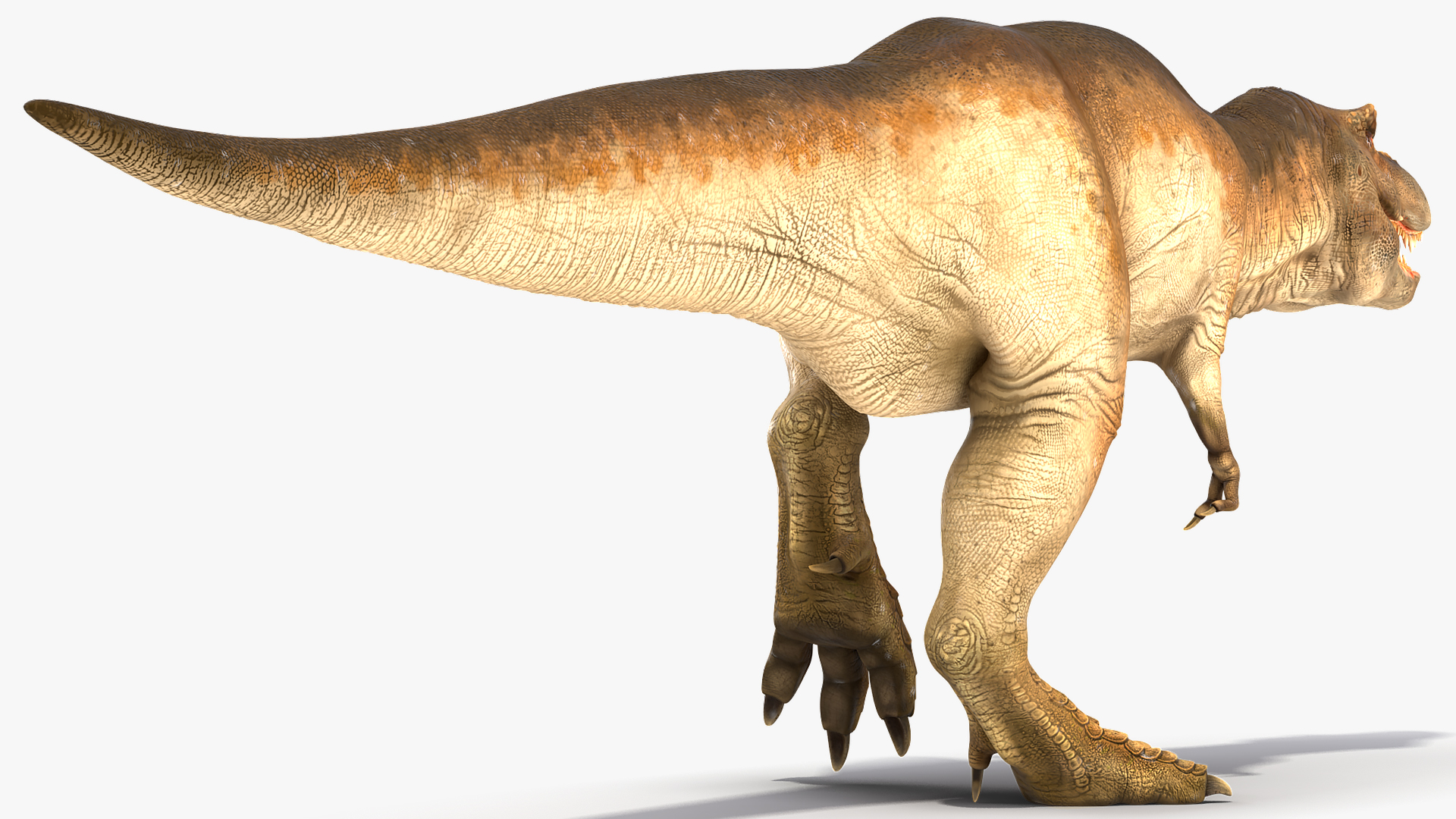 3D Animated Tyrannosaurus Rex Walking Rigged