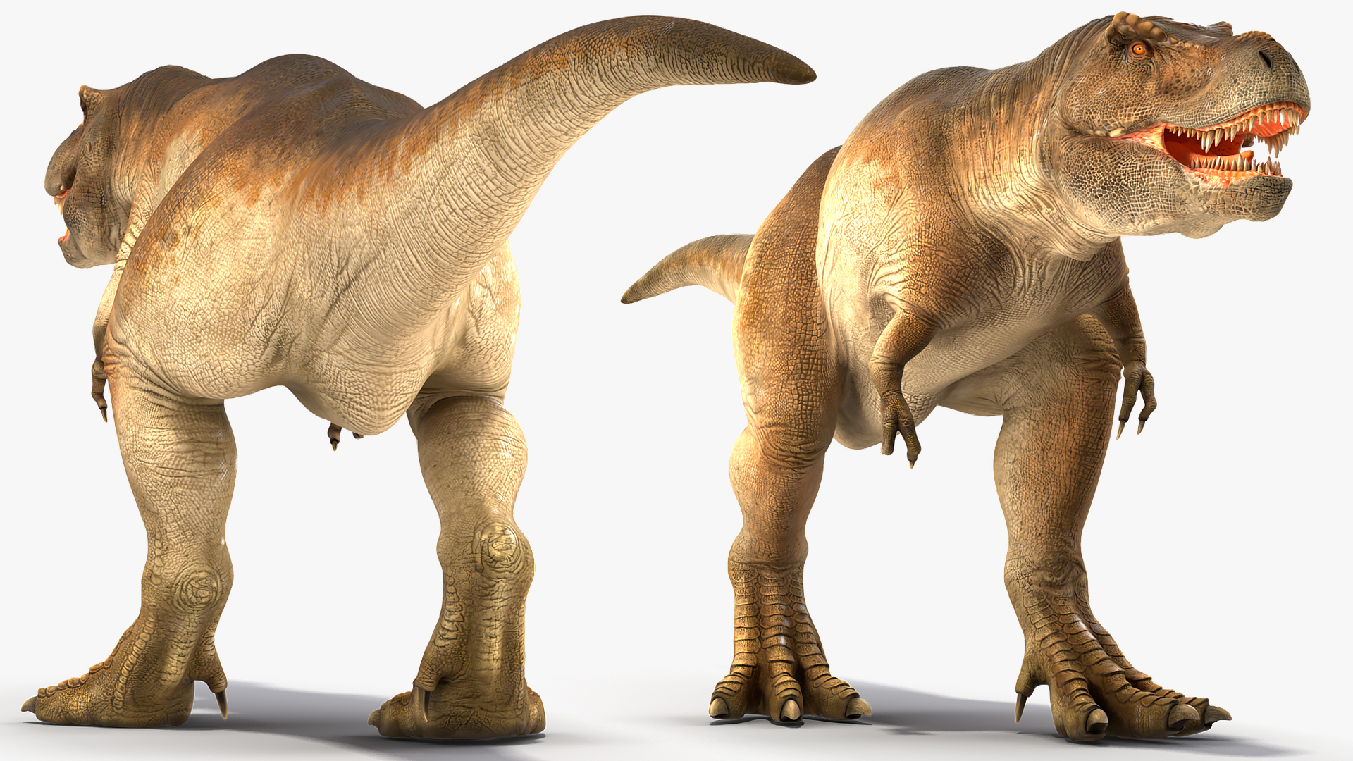 3D Animated Tyrannosaurus Rex Walking Rigged
