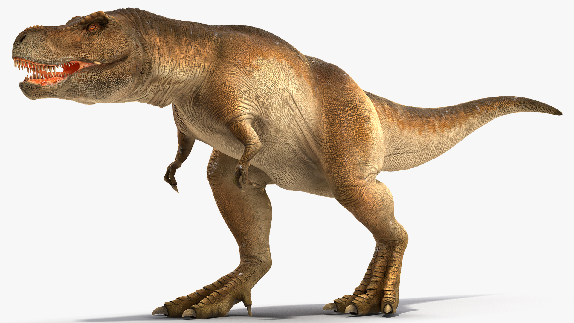 3D Animated Tyrannosaurus Rex Walking Rigged