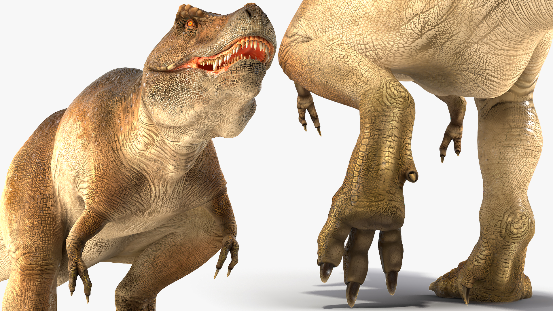 3D Animated Tyrannosaurus Rex Walking Rigged