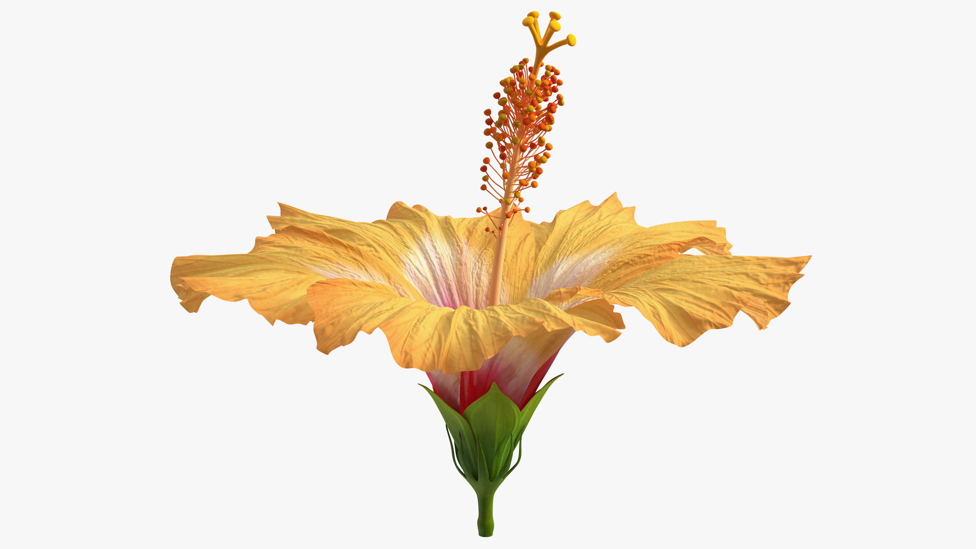 3D Blooming Hibiscus Flower Orange