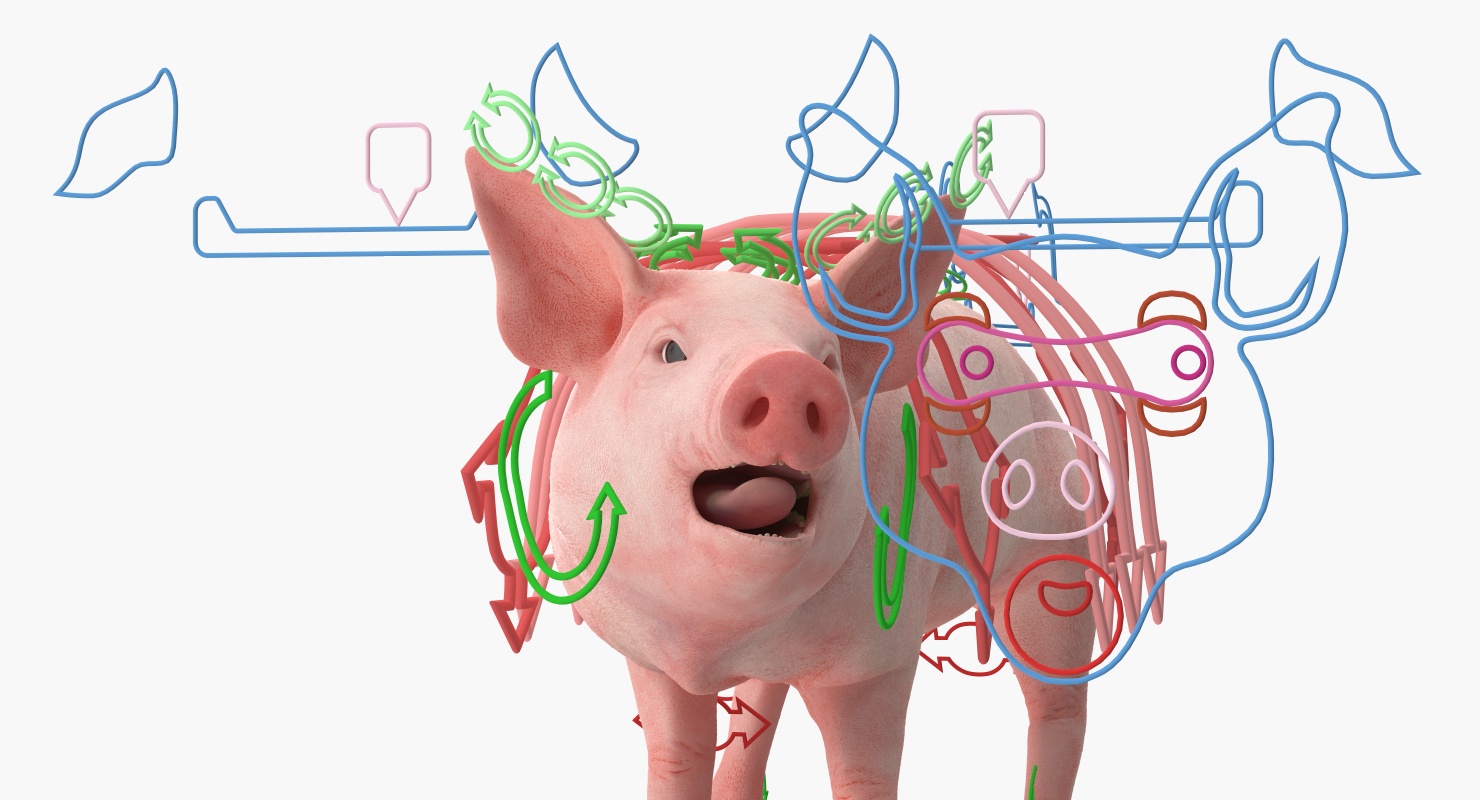 3D Pig Piglet Landrace Rigged